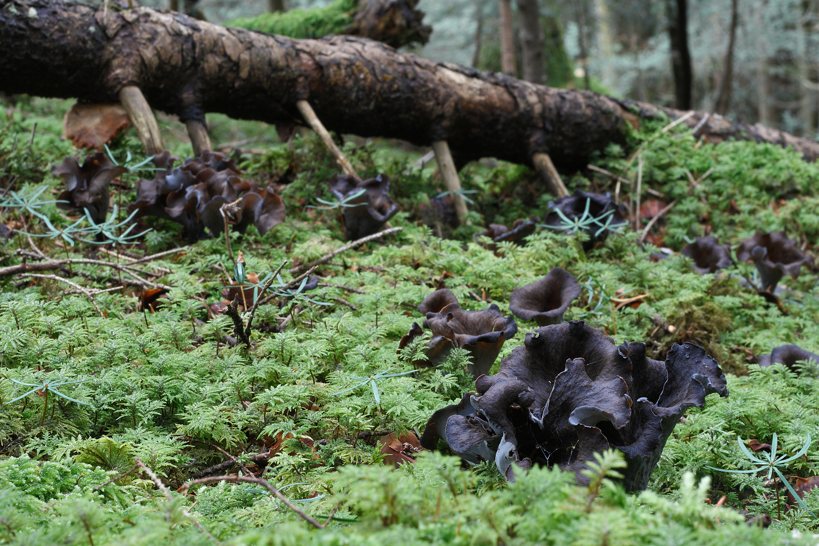Il brutto anatroccolo