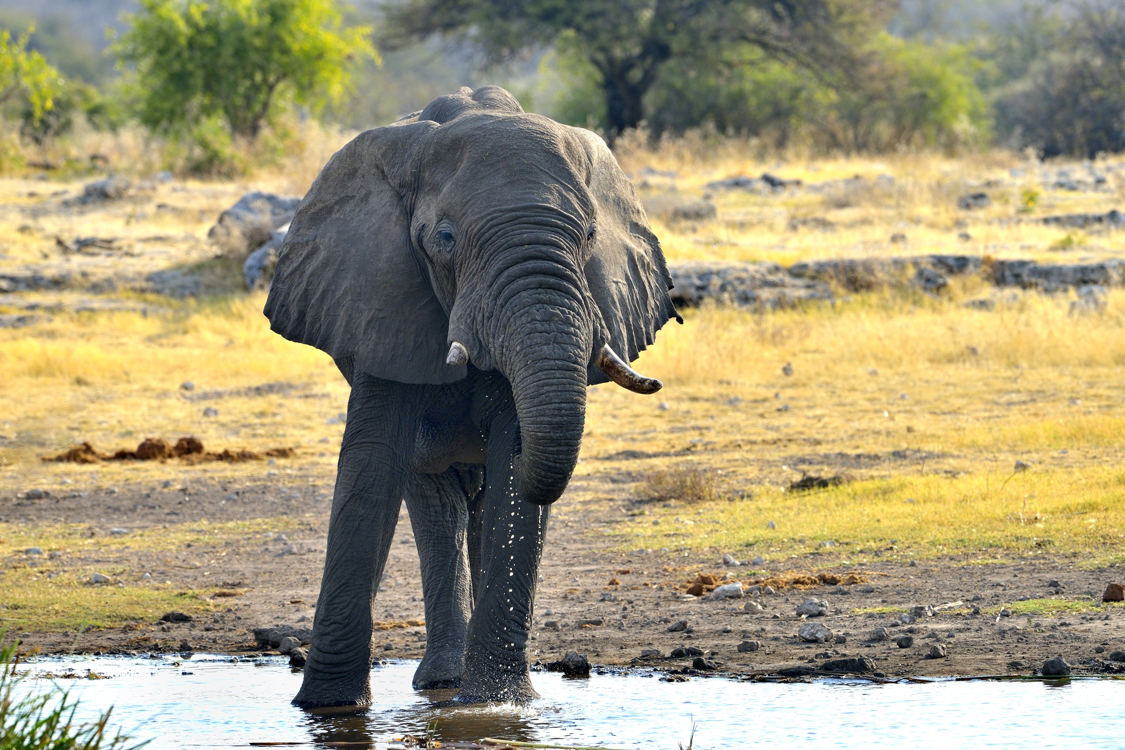 Etosha - Elefante