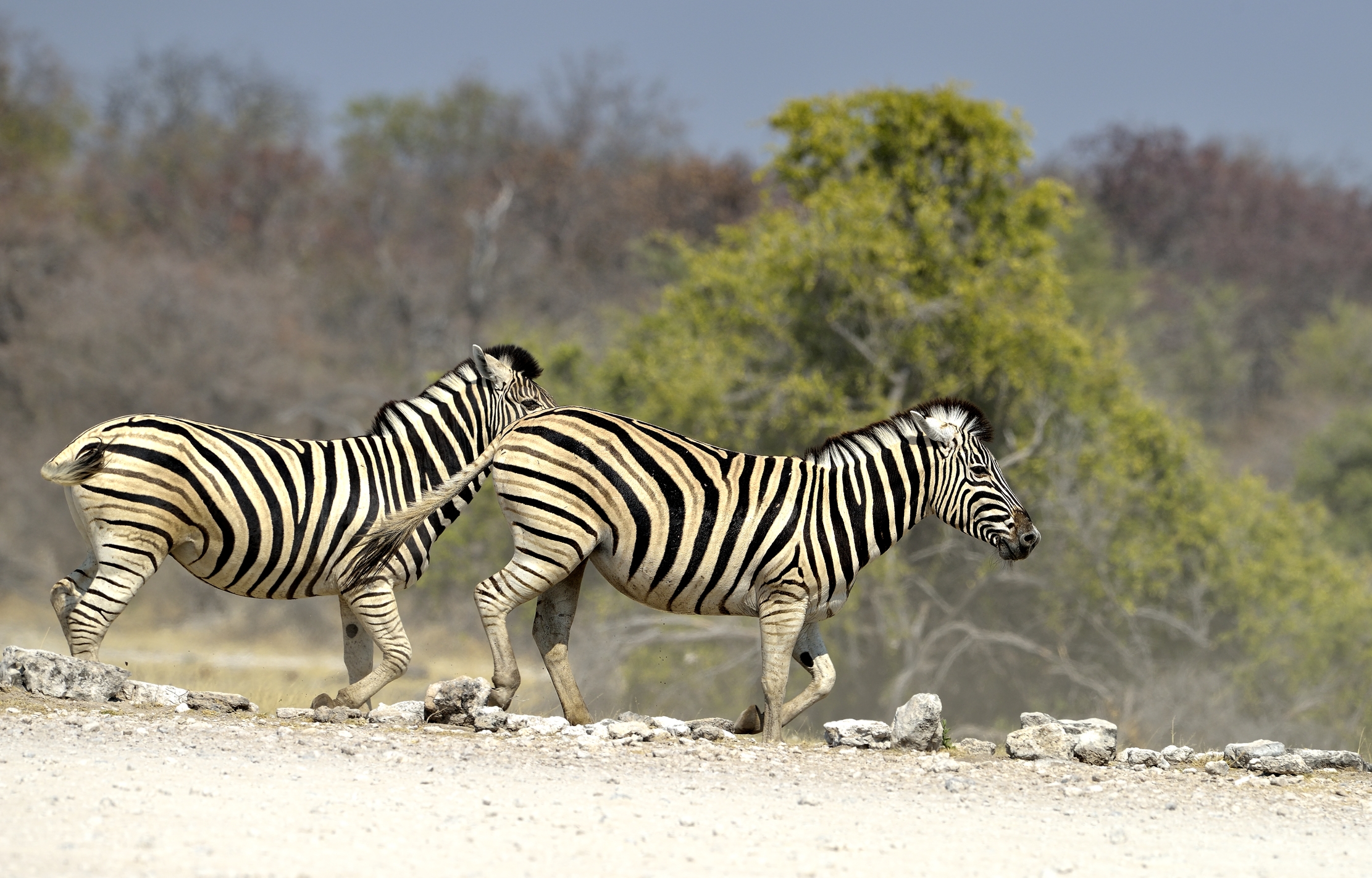 Etosha - Zebre
