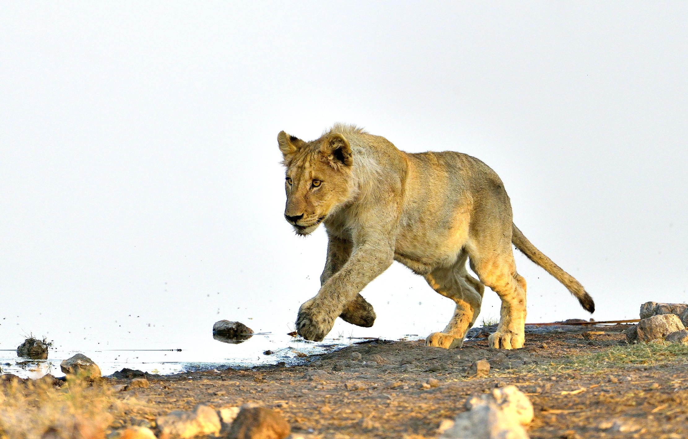 Etosha - Giovane leone