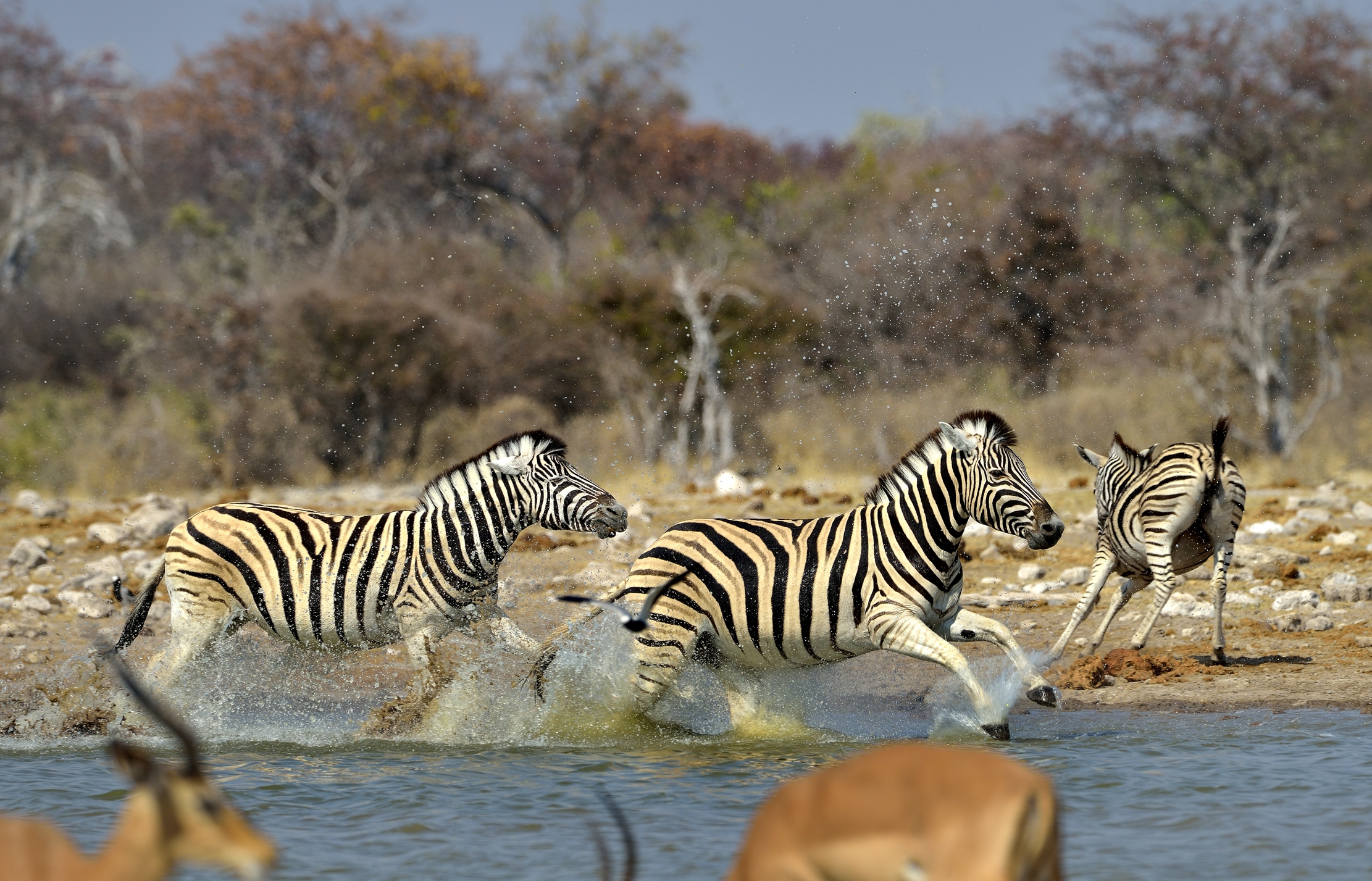Etosha - Zebre