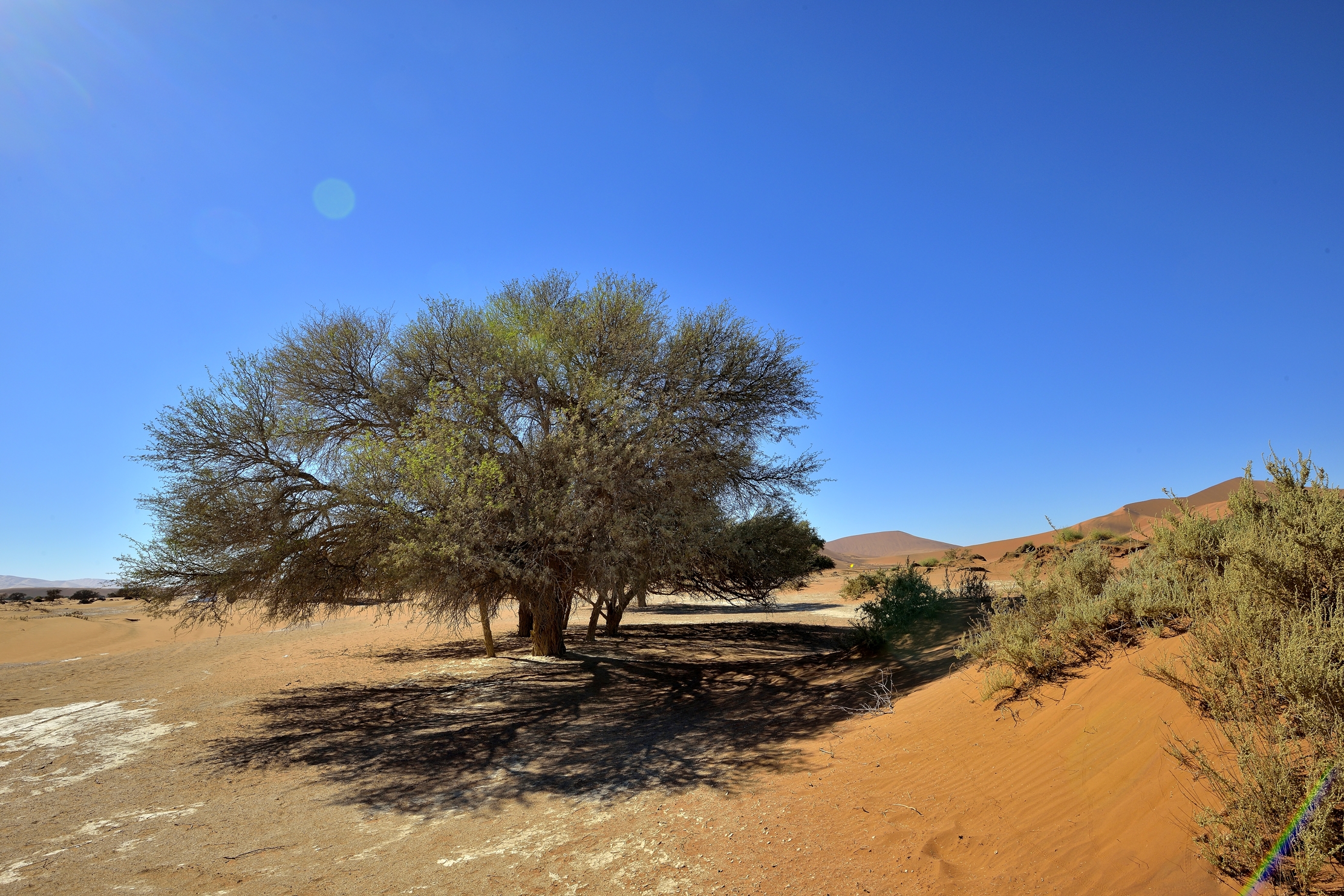 Deserto del Namib - Albero a Sossusvlei