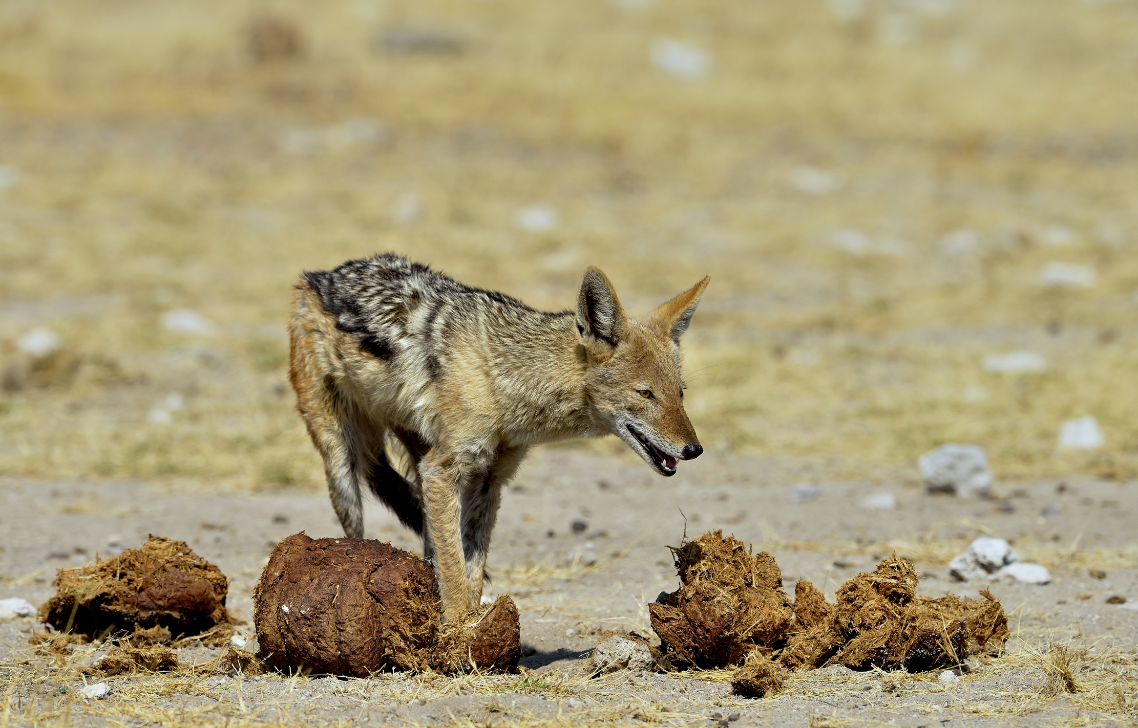 Etosha - Siacallo