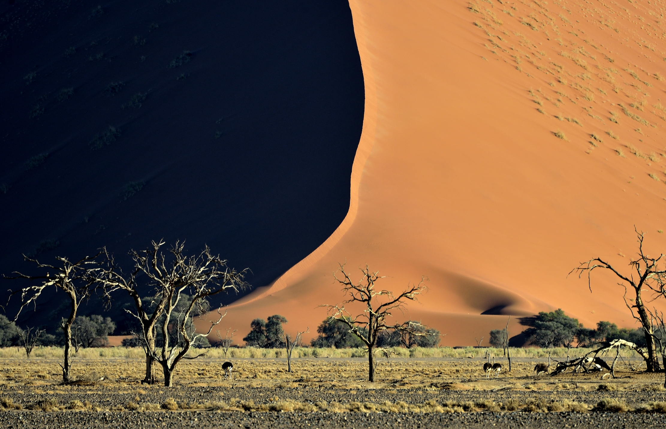 Deserto del Namib