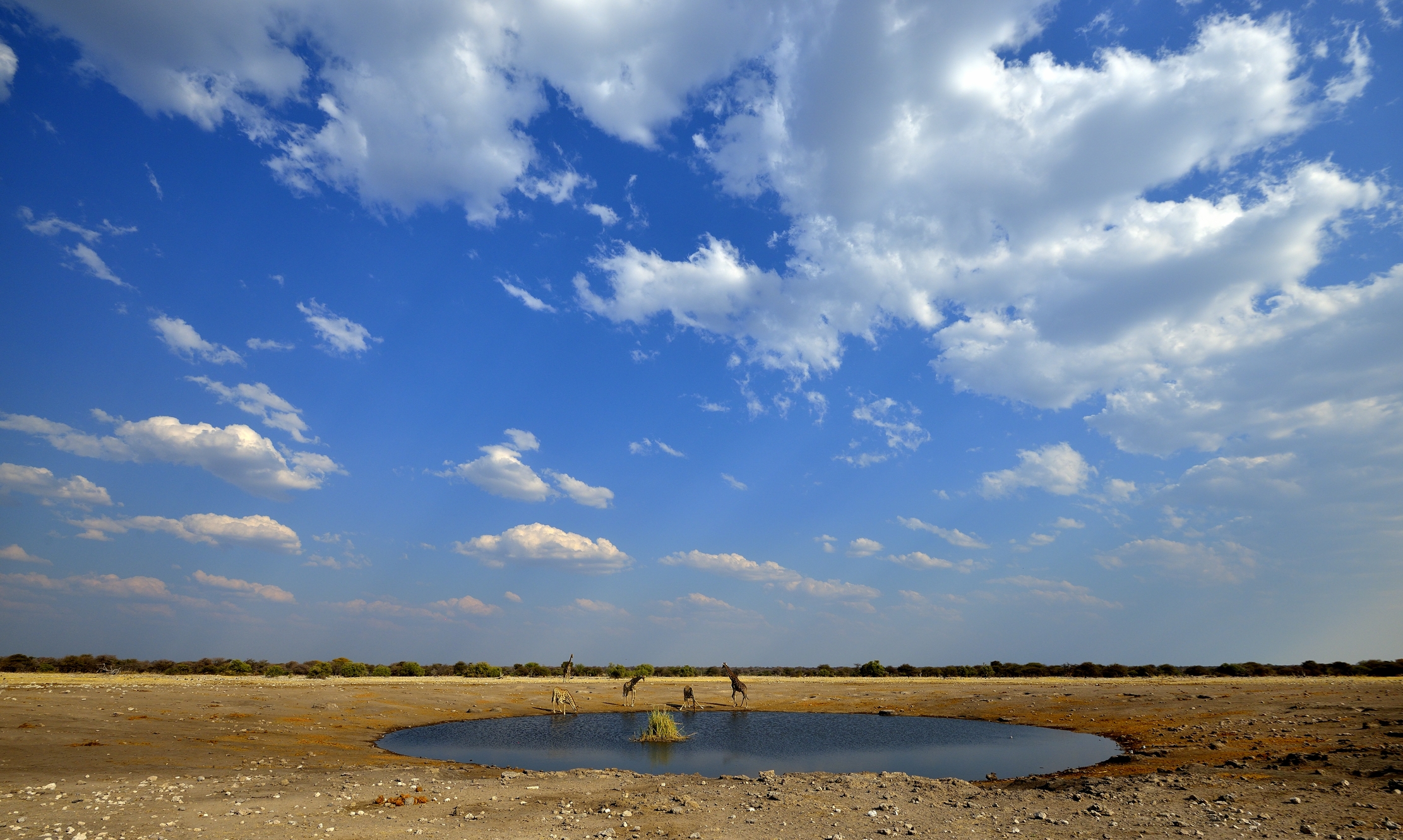 Etosha - Alla pozza