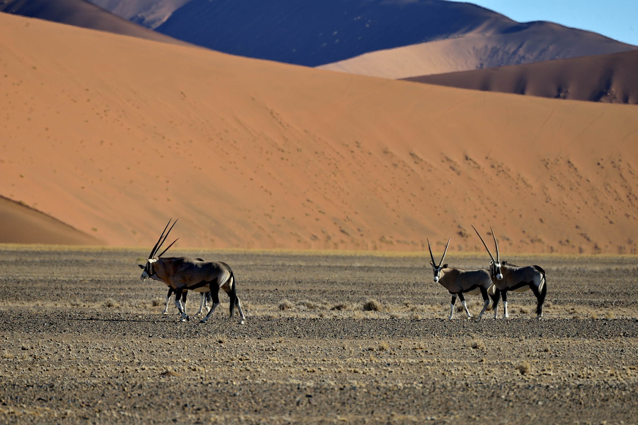 Deserto del Namib - Orix
