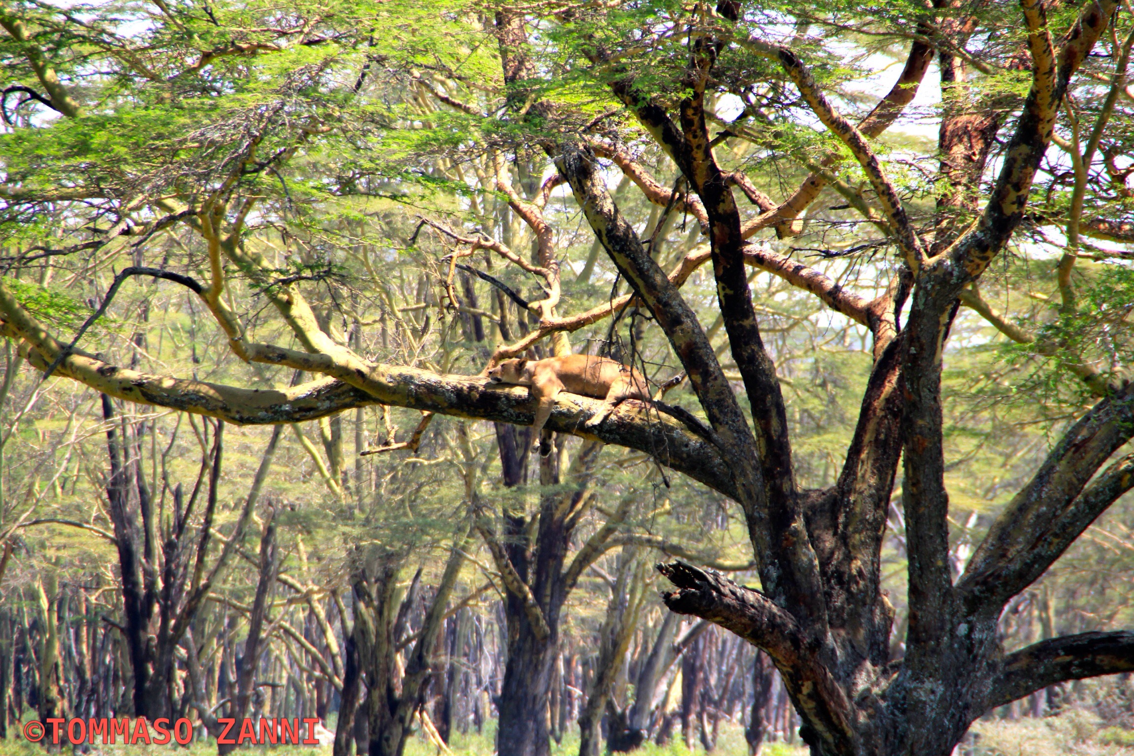 lion sleeping on the tree