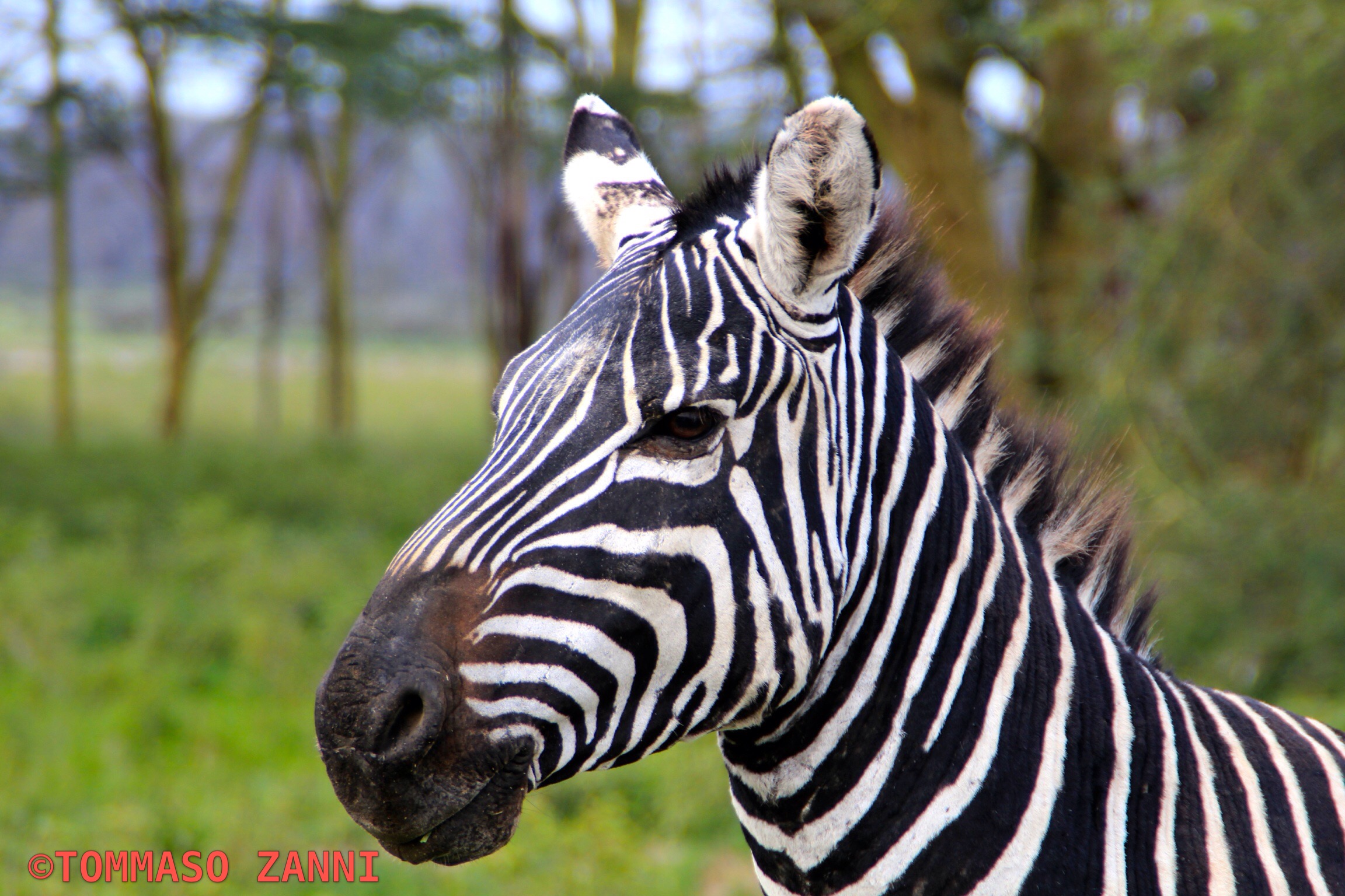 zebra