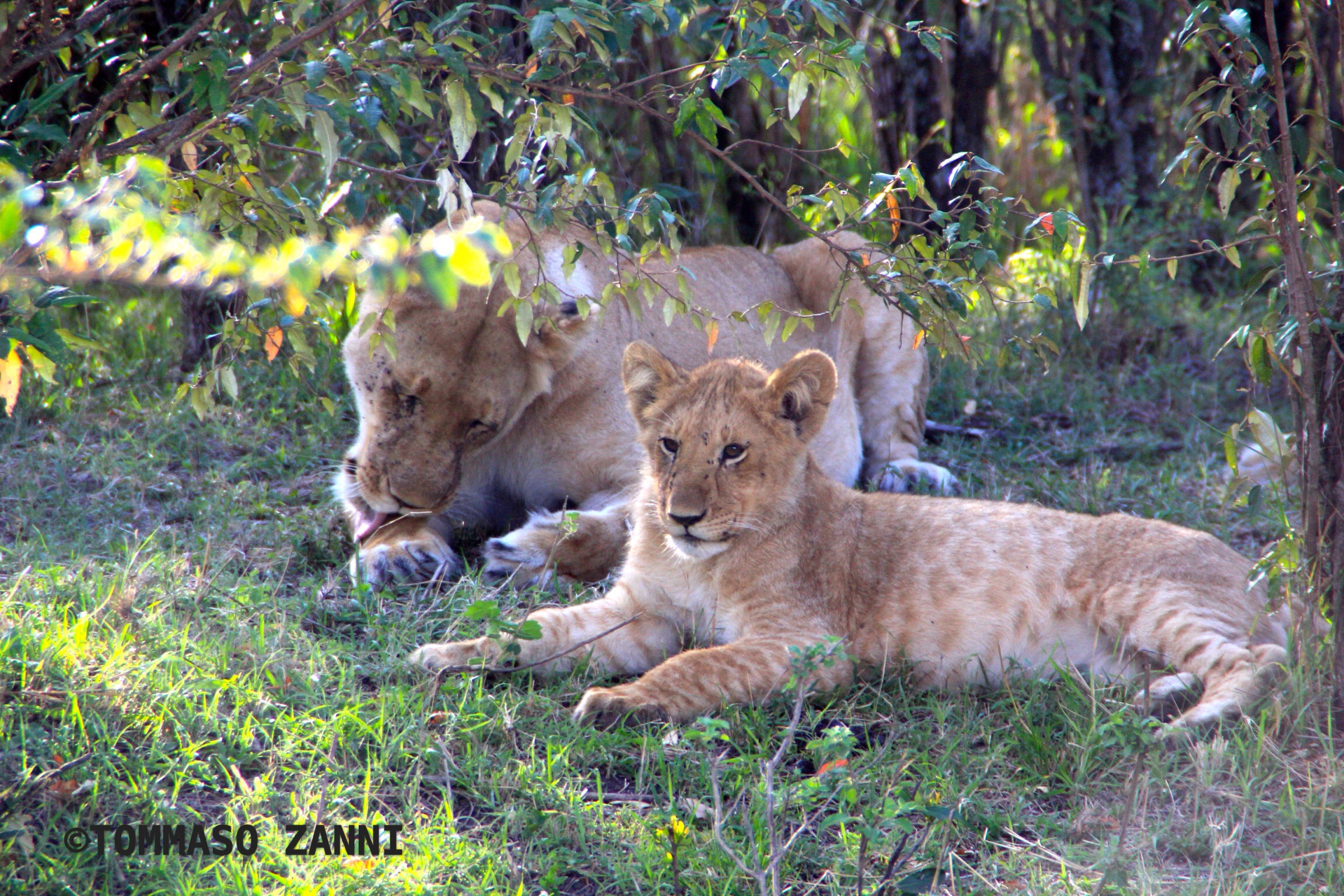 leonessa con  cucciolo