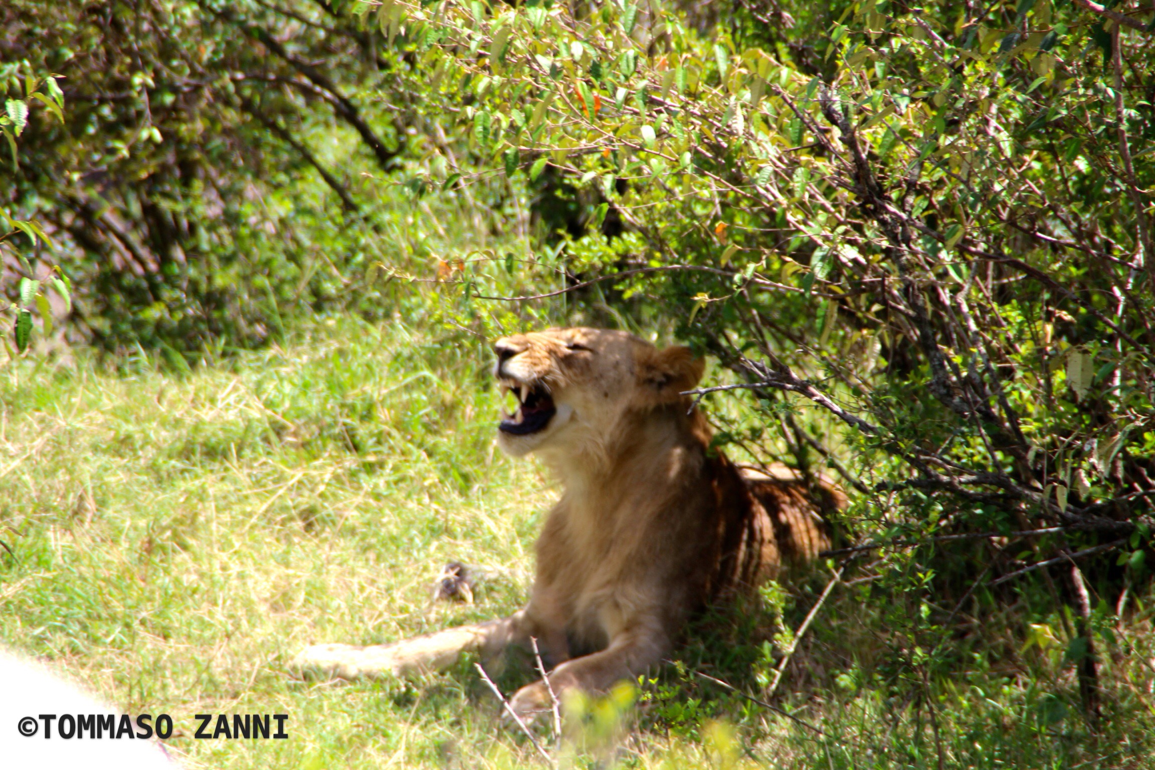 lion yawning