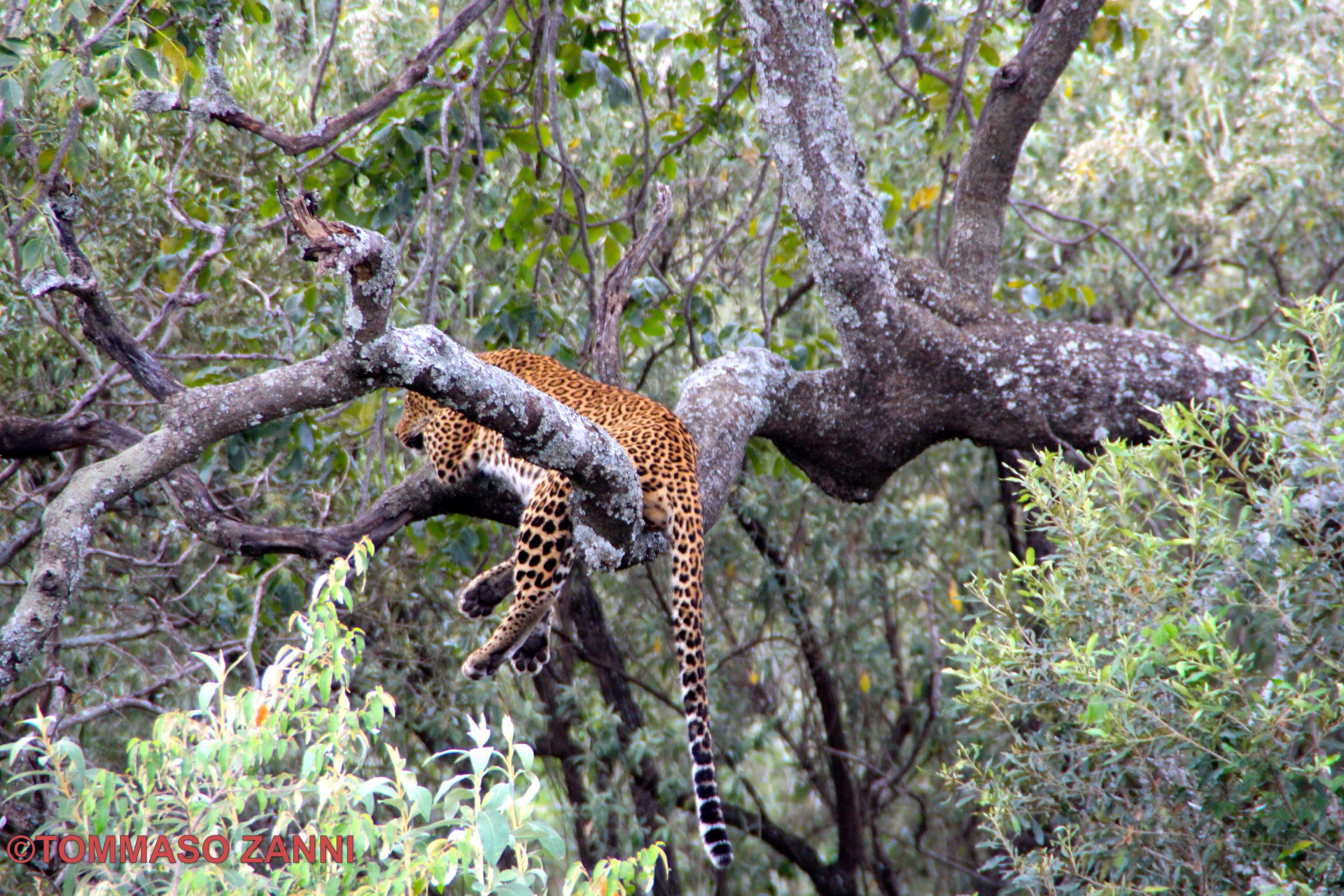 Leopard on the tree