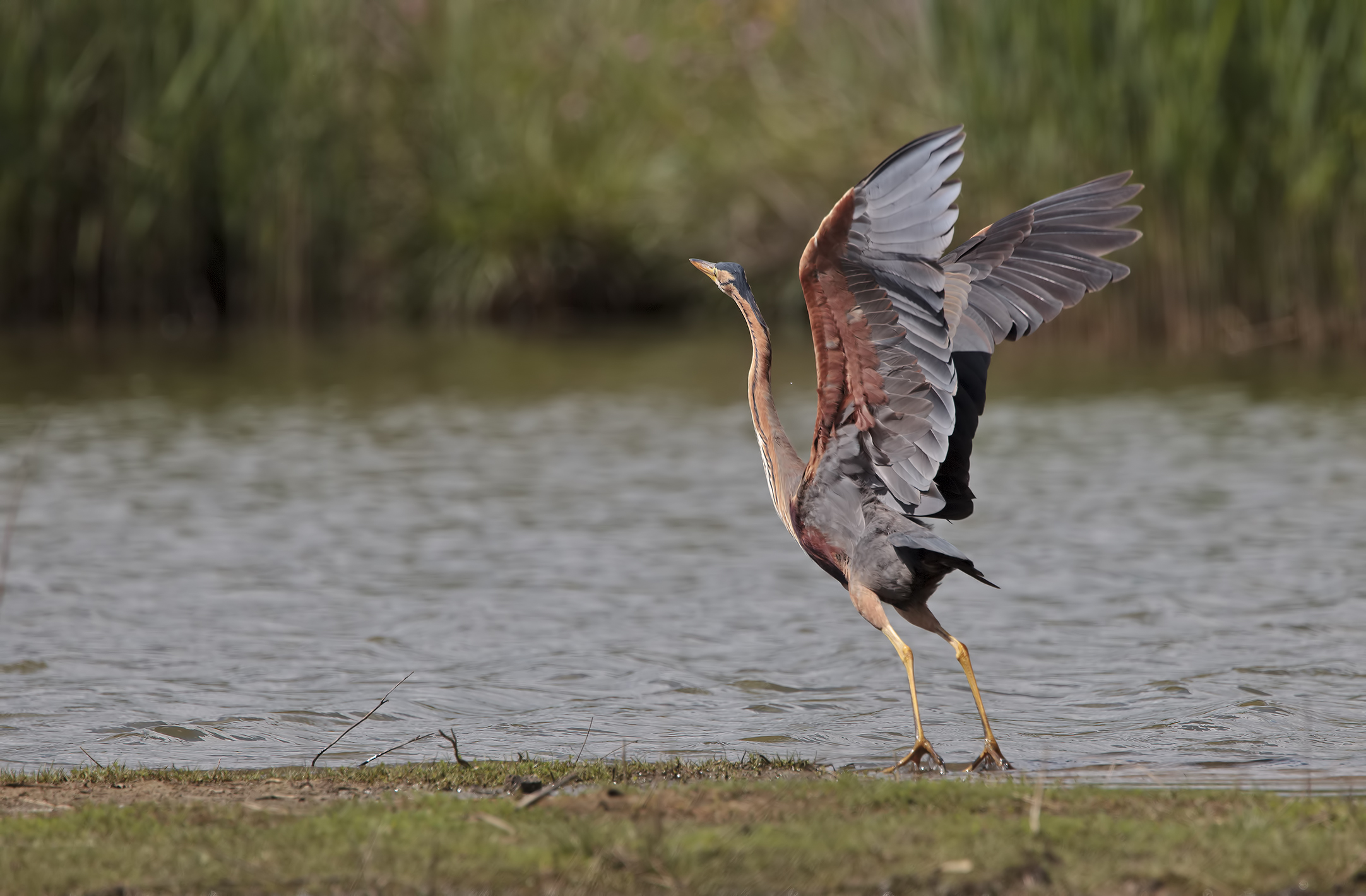 Airone rosso al decollo