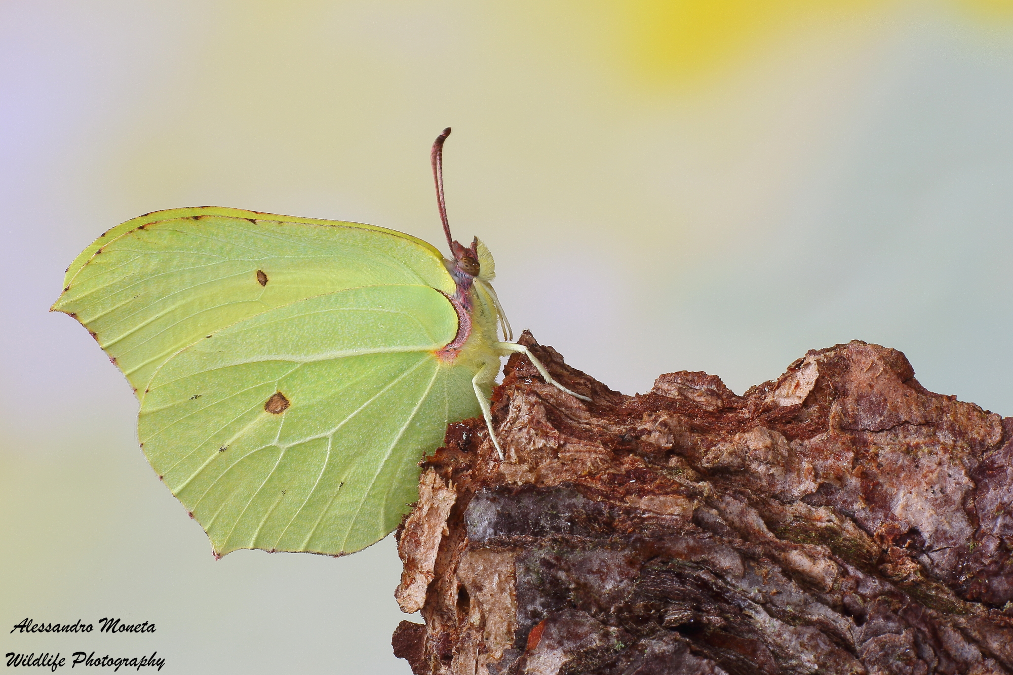 Sulle 3 Cime di Lavaredo