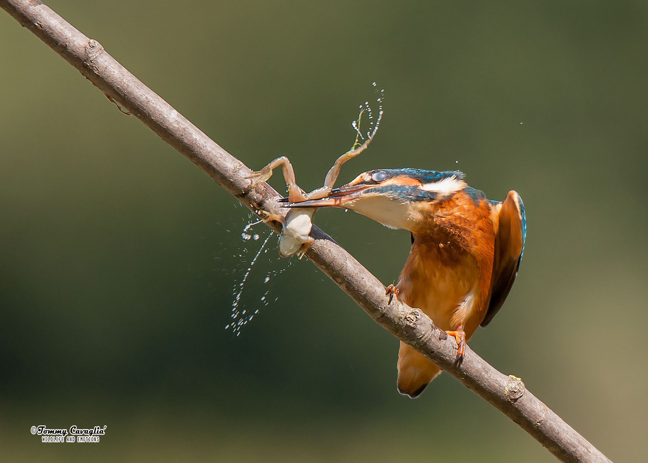 La martina and the frog