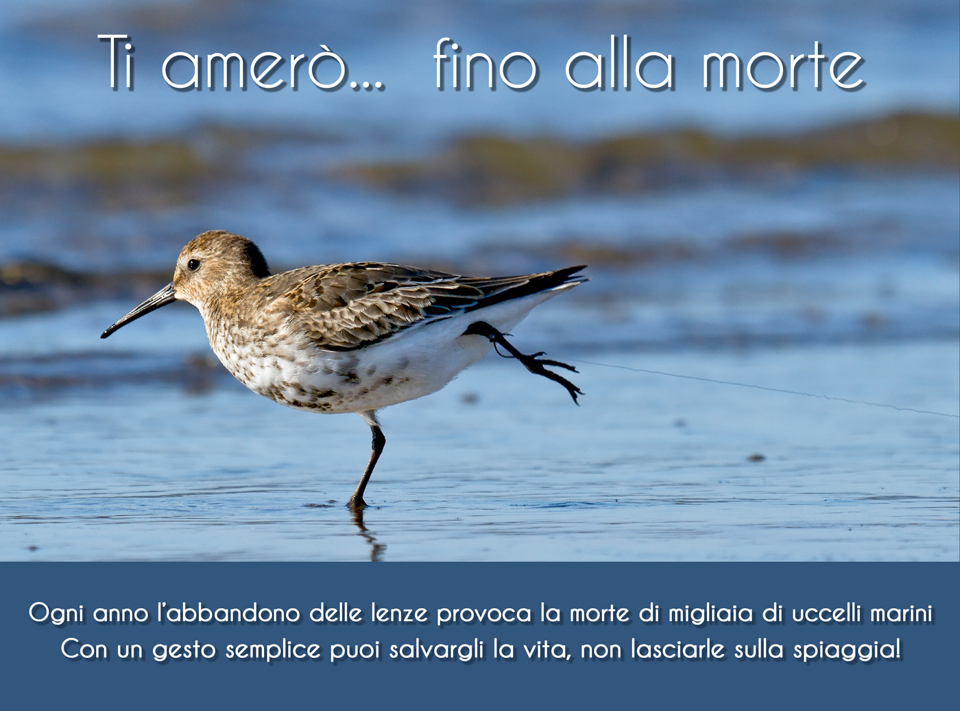 In addition to photographing them, we can help!