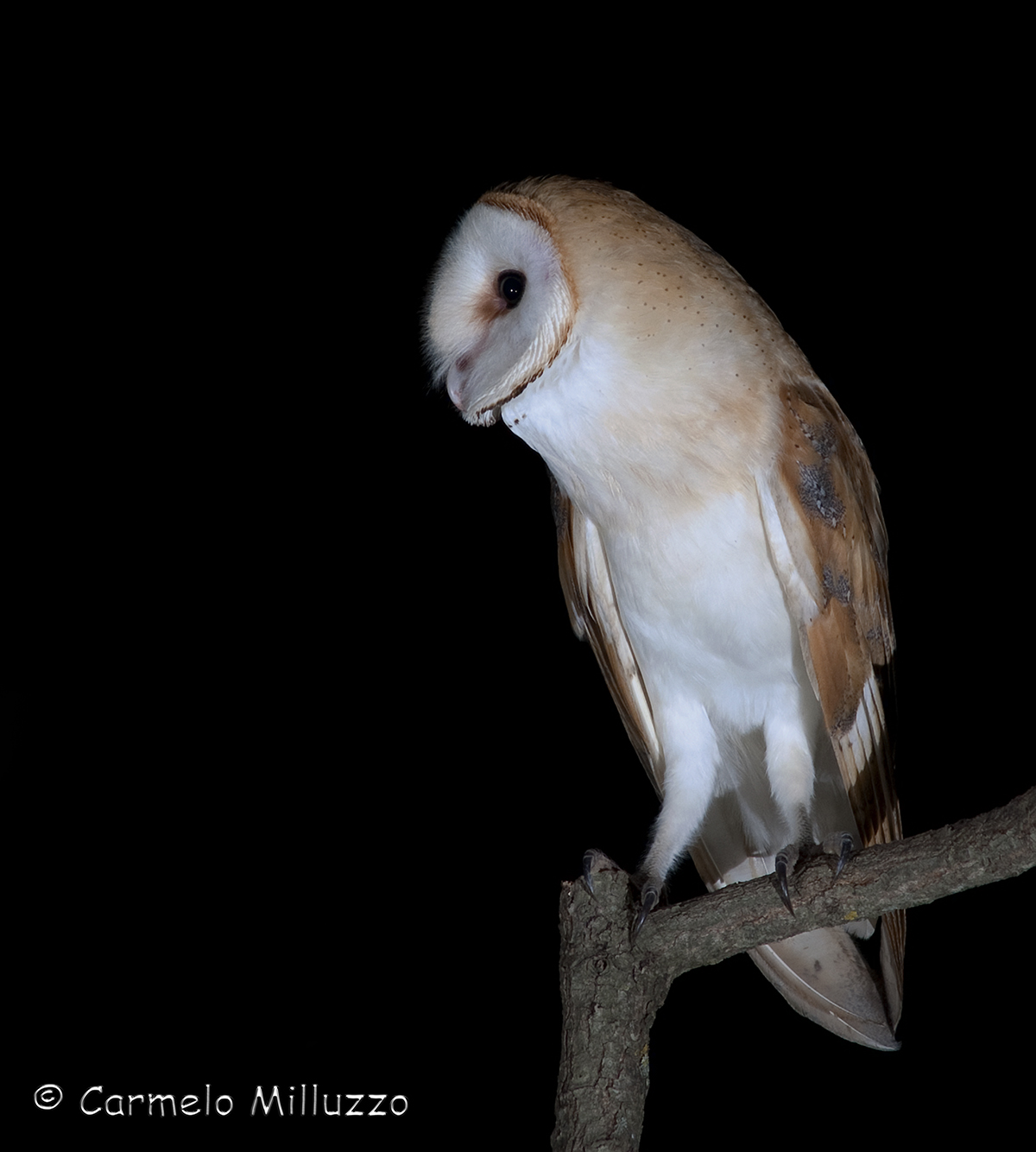 Profile of male barn owl Tyto alba _ _