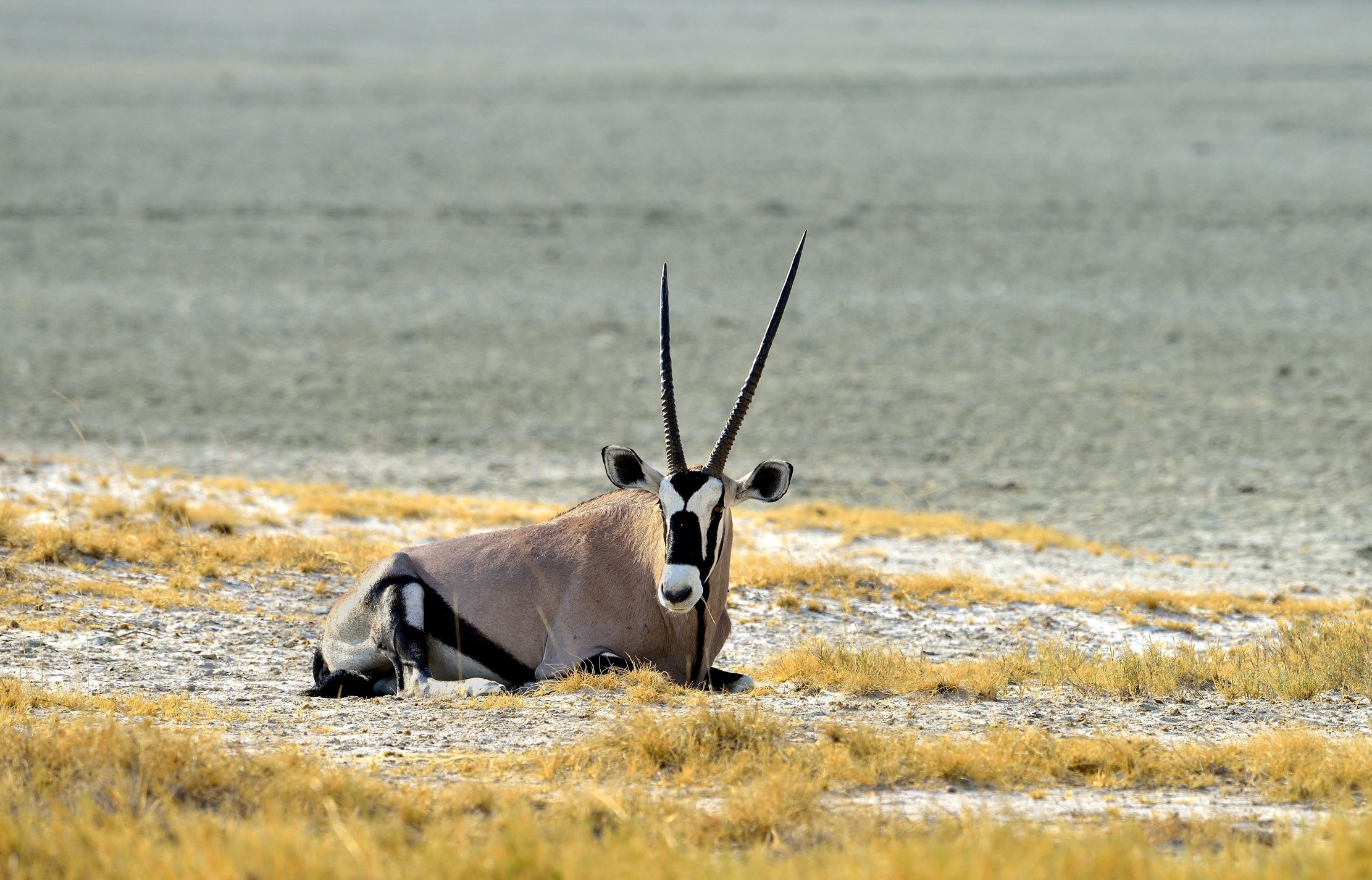 Etosha - Orix