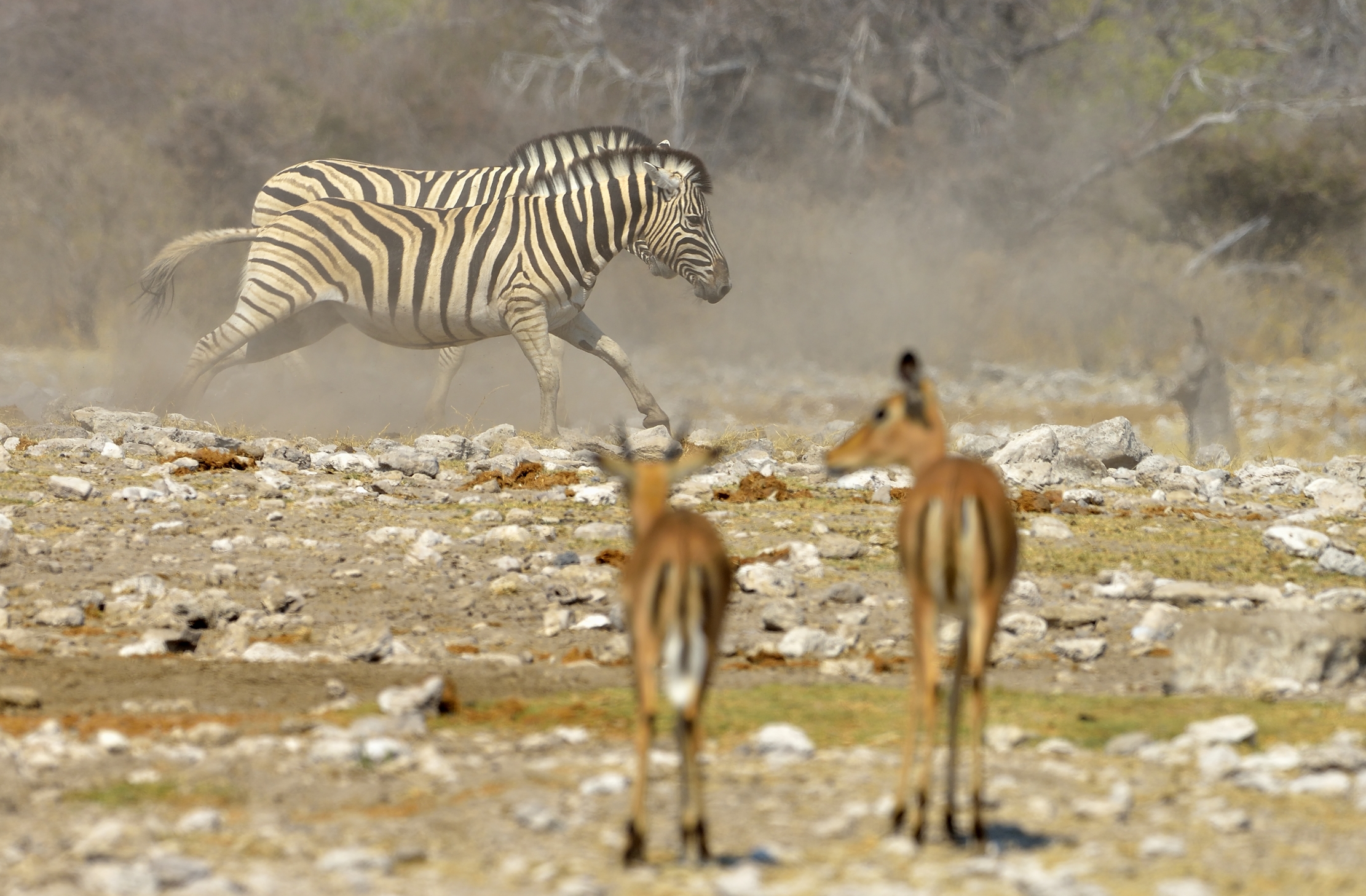 Etosha - Zebre