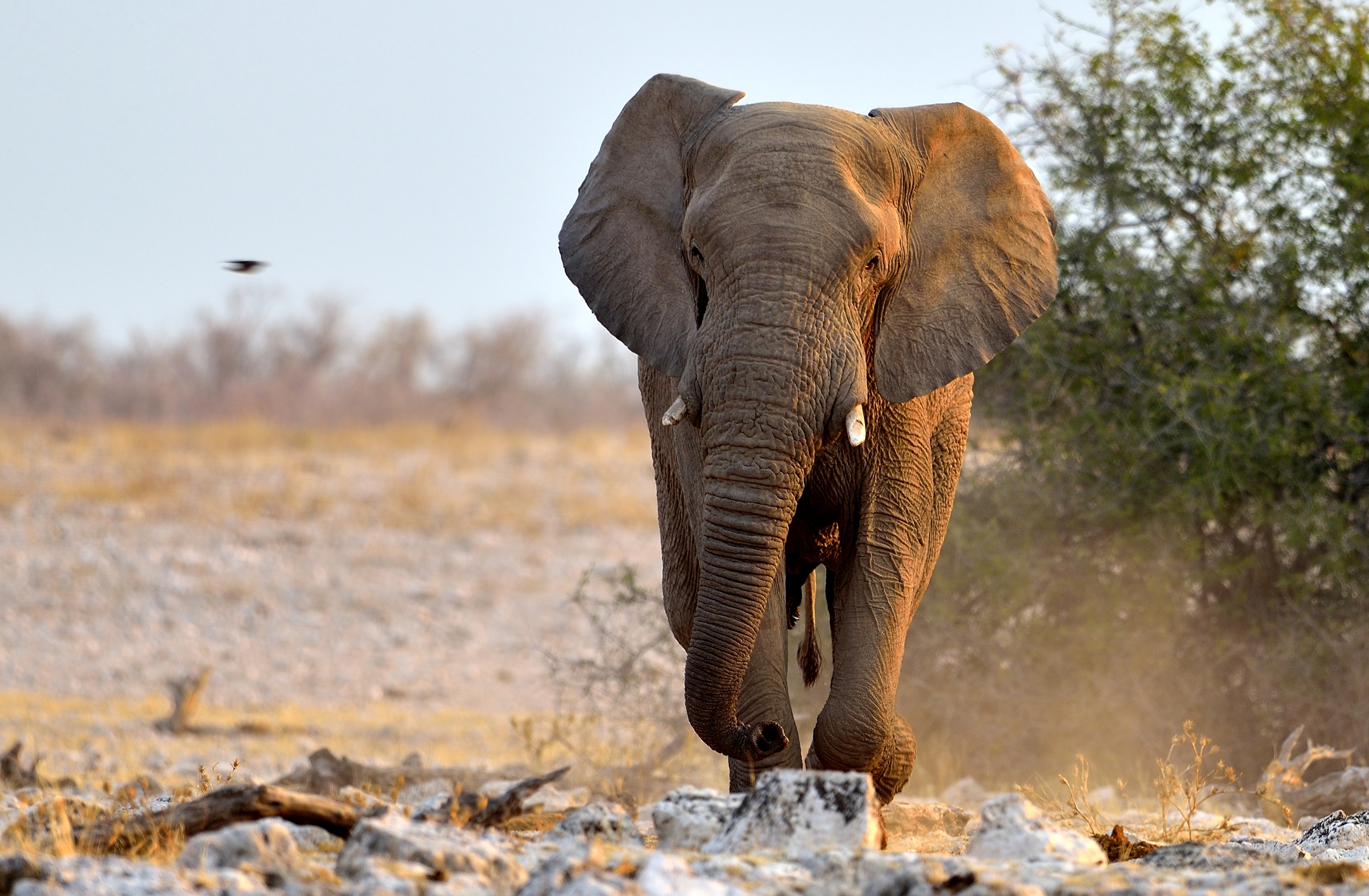 Etosha - Elefante