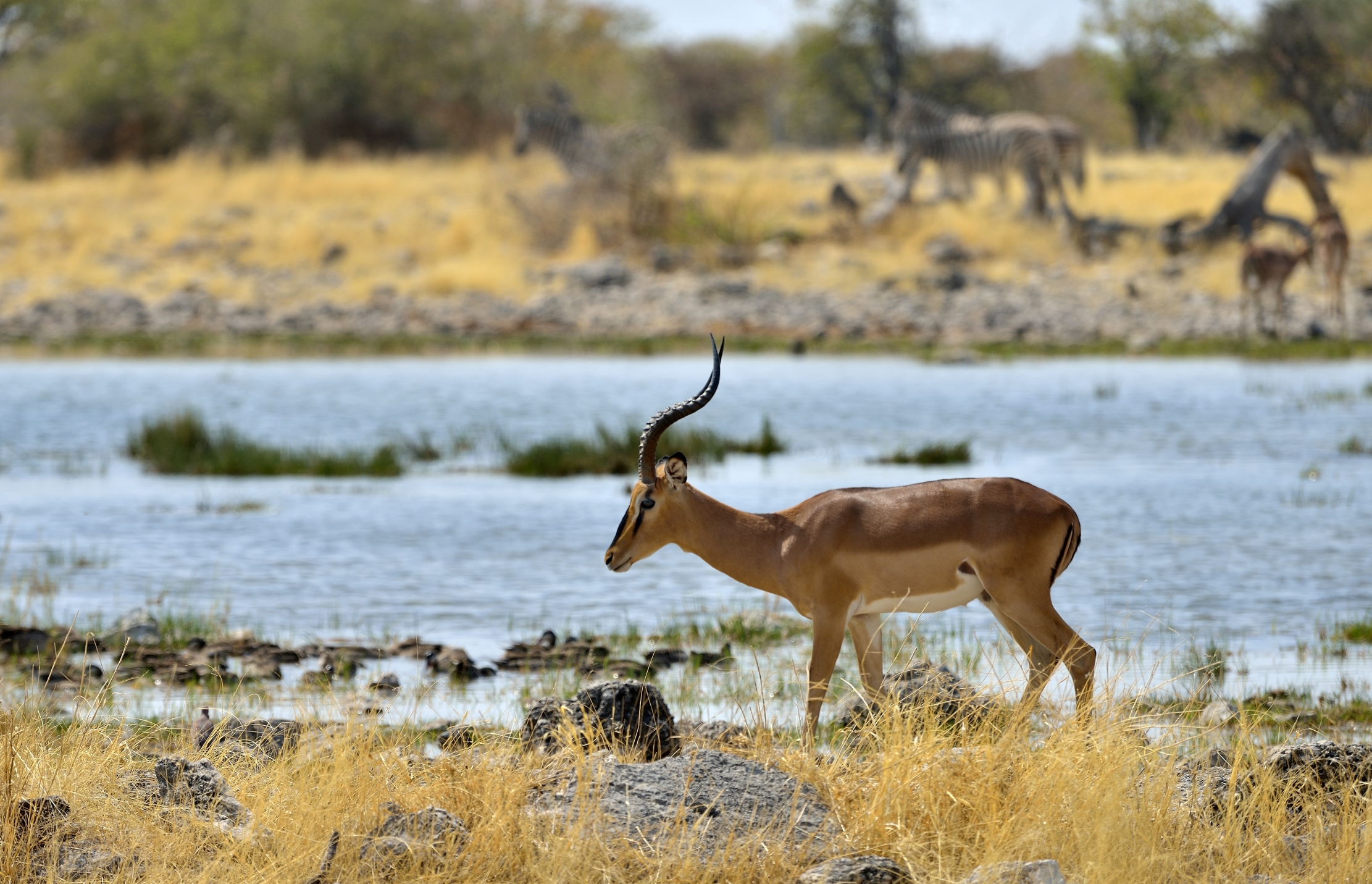 Etosha - Impala
