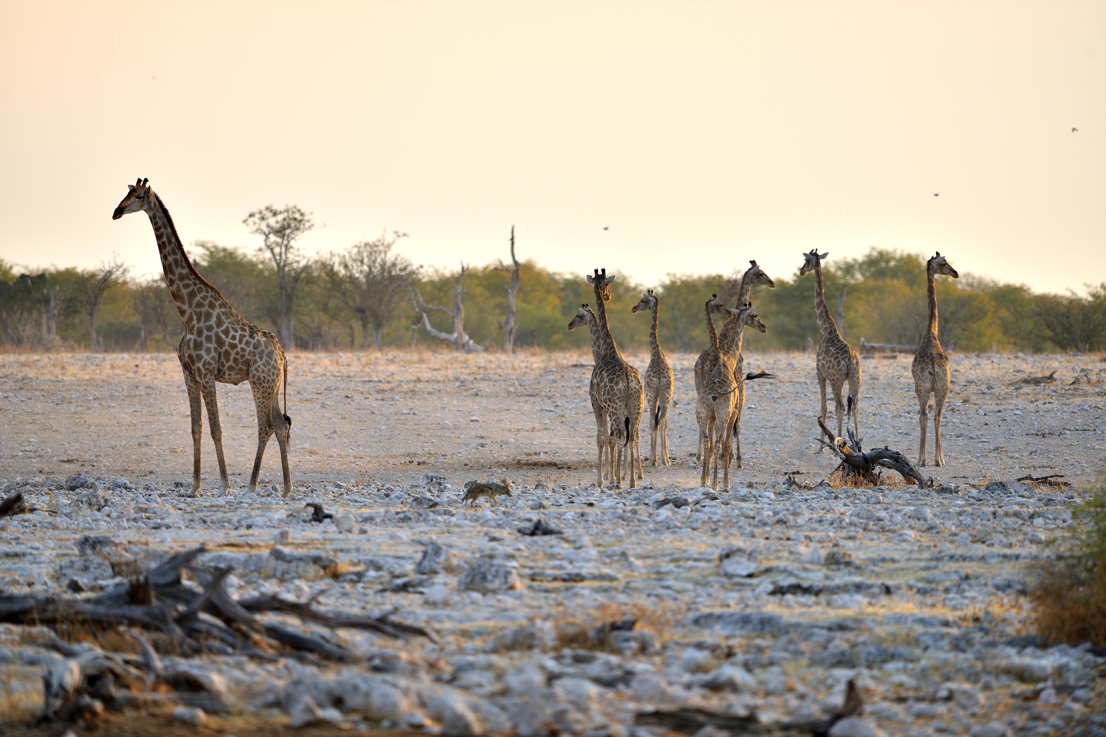Etosha - Giraffe