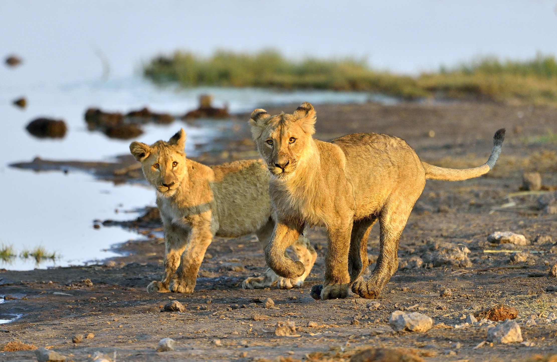 Etosha - Giovani Leoni