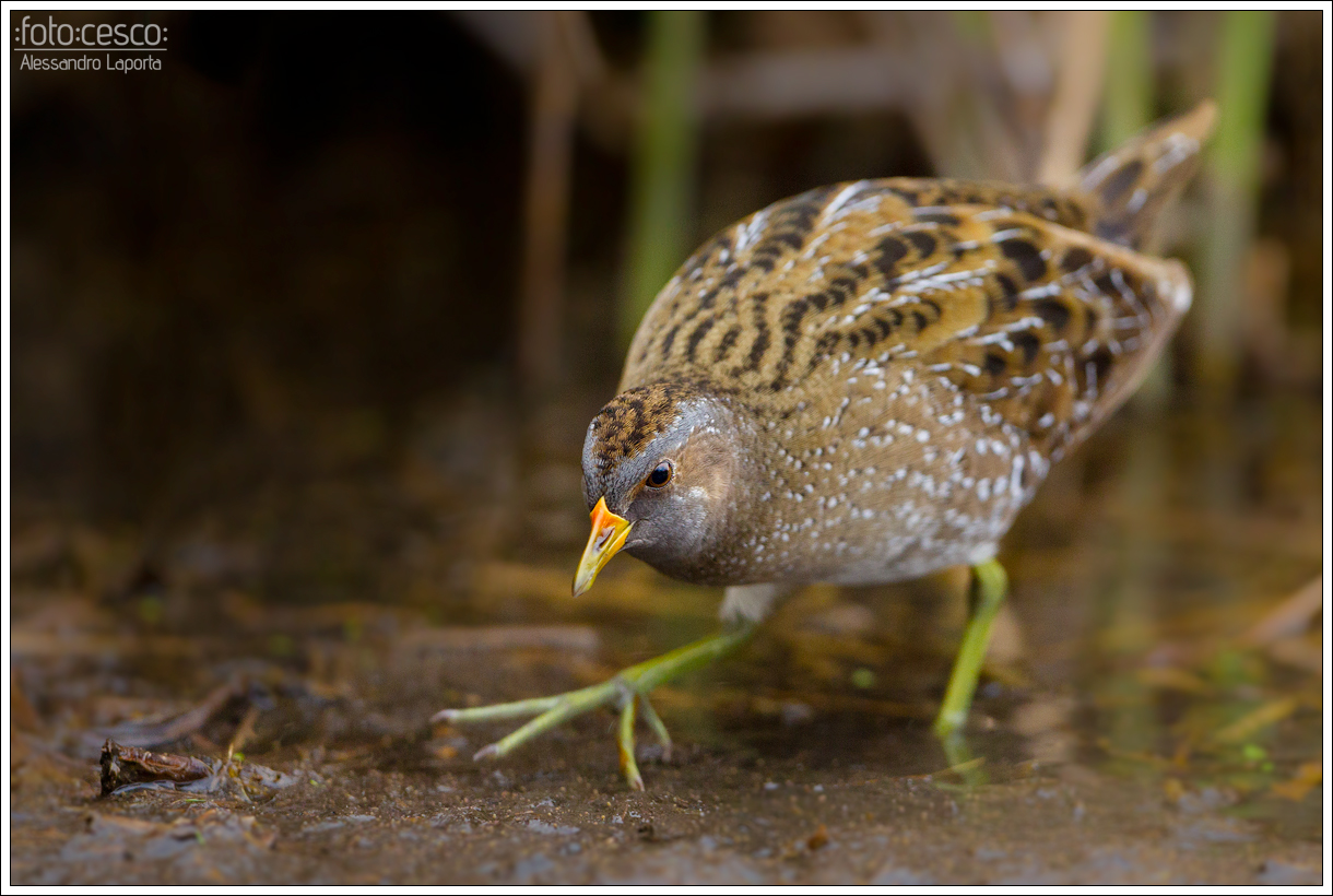 Porzana porzana - Spotted Crake - Voltolino
