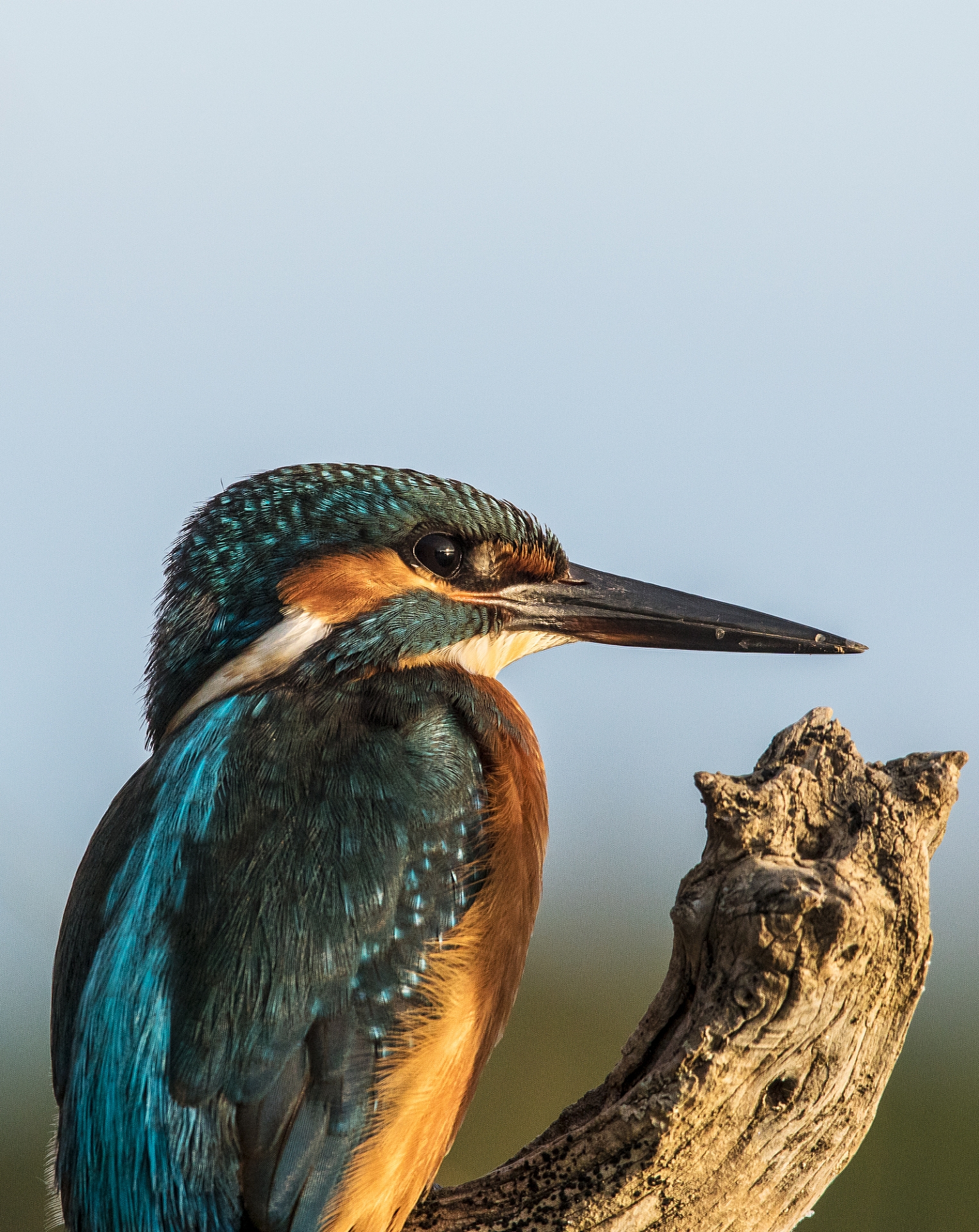 Ritratto di un Martino