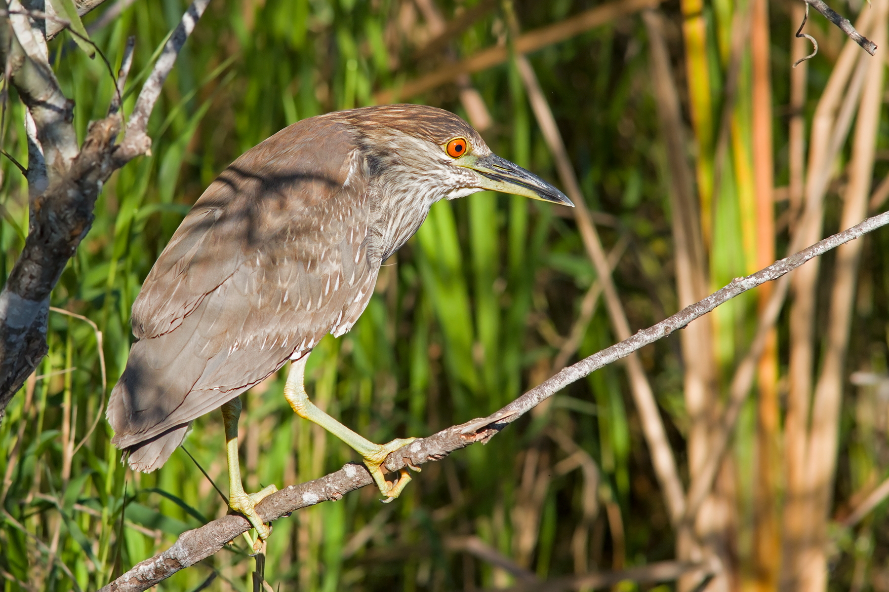 Night Heron juv.