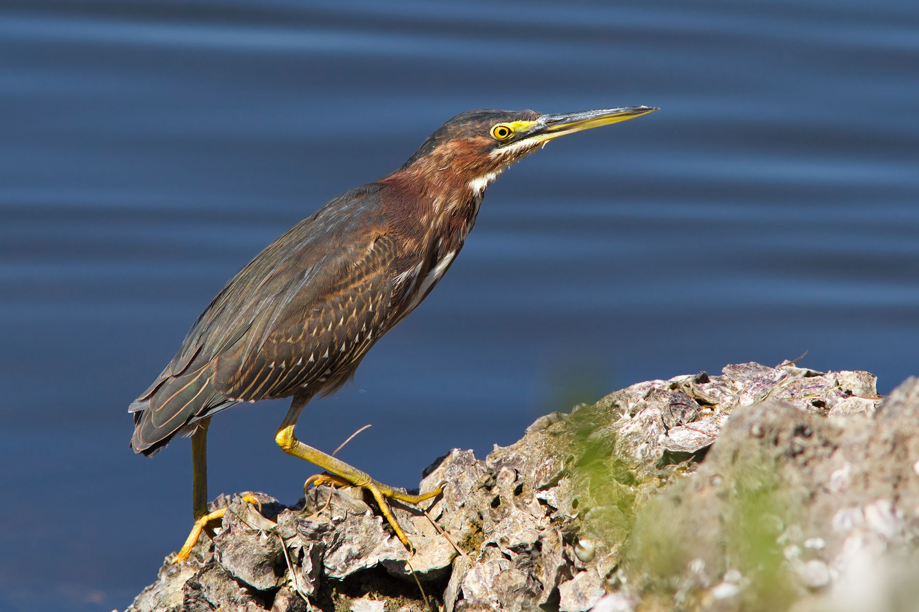 Green heron
