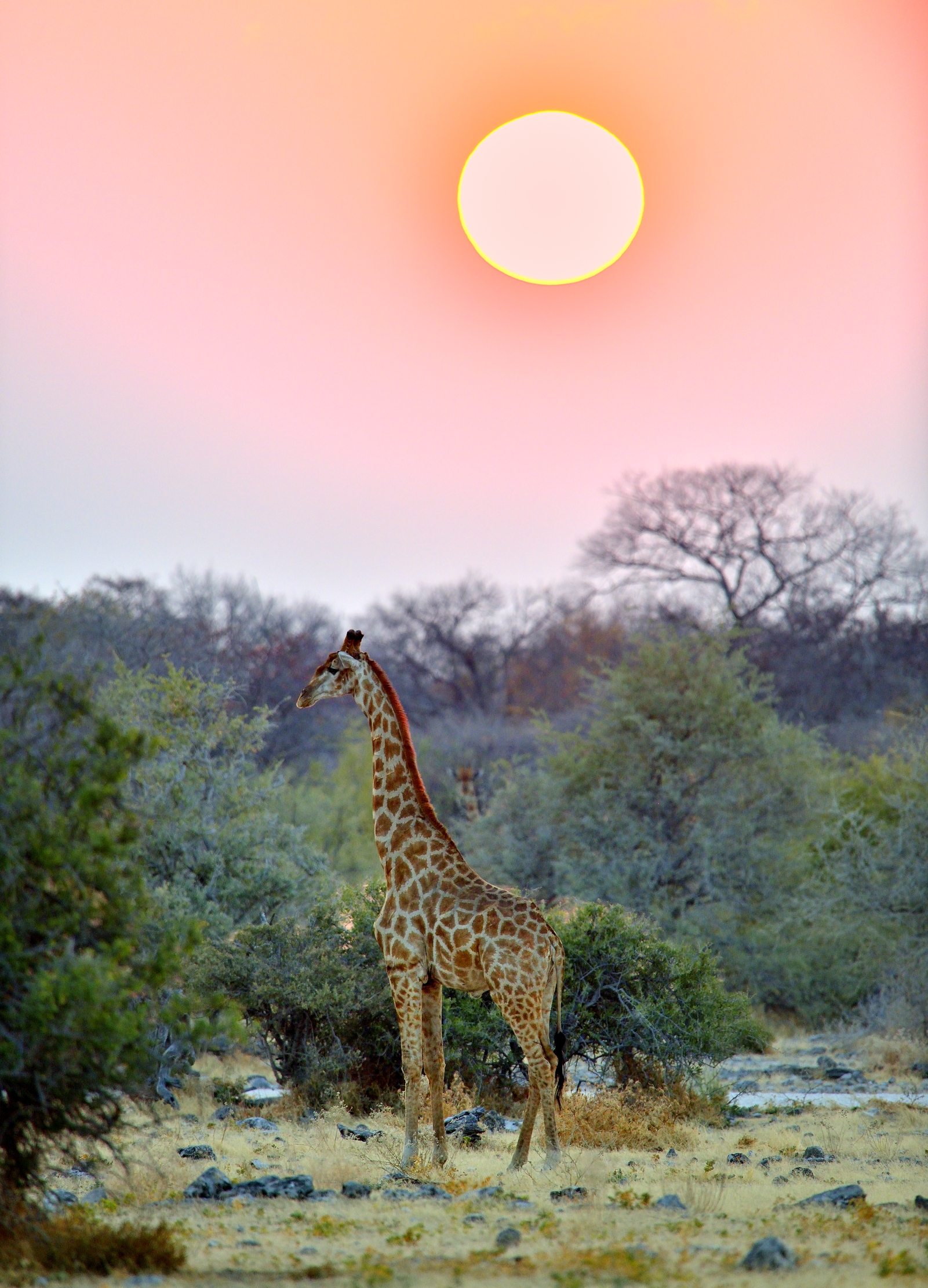 Etosha - Giraffa al tramonto
