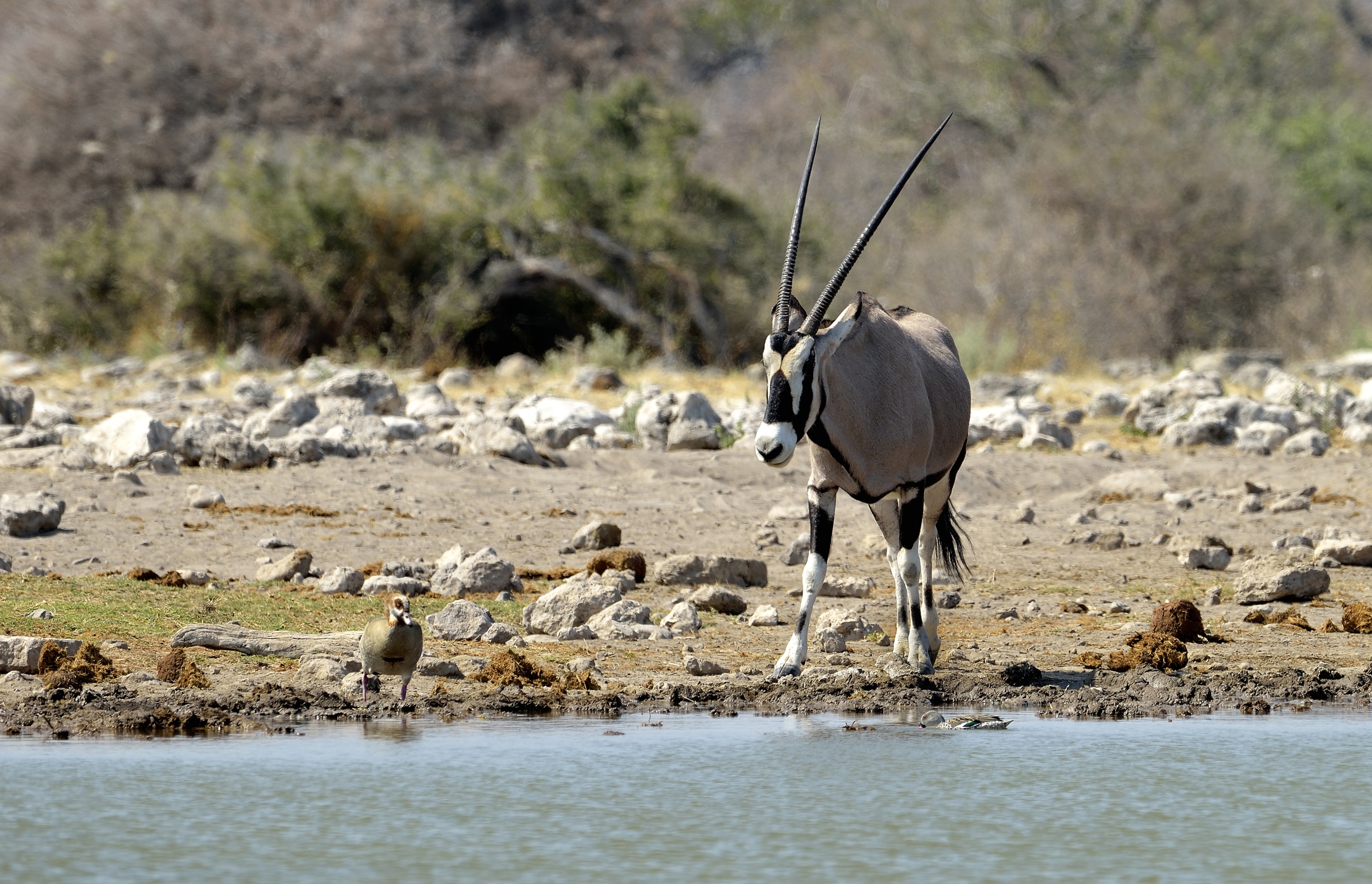 Etosha - Orix