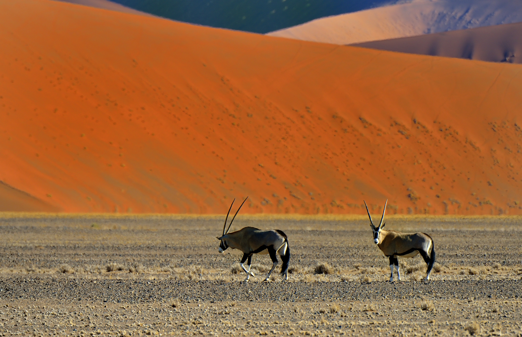 Deserto del Namib - Orix