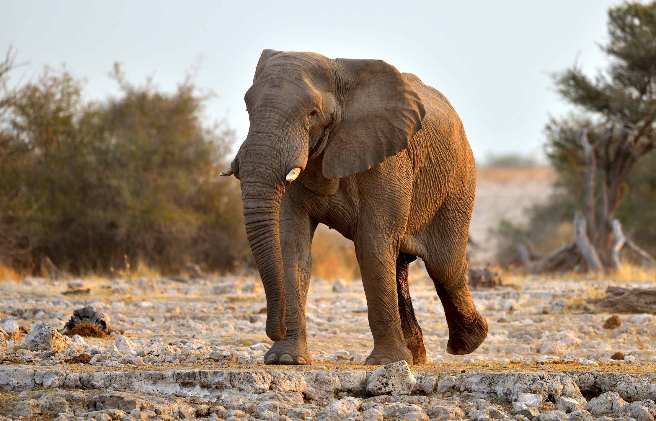 Etosha - Elefante