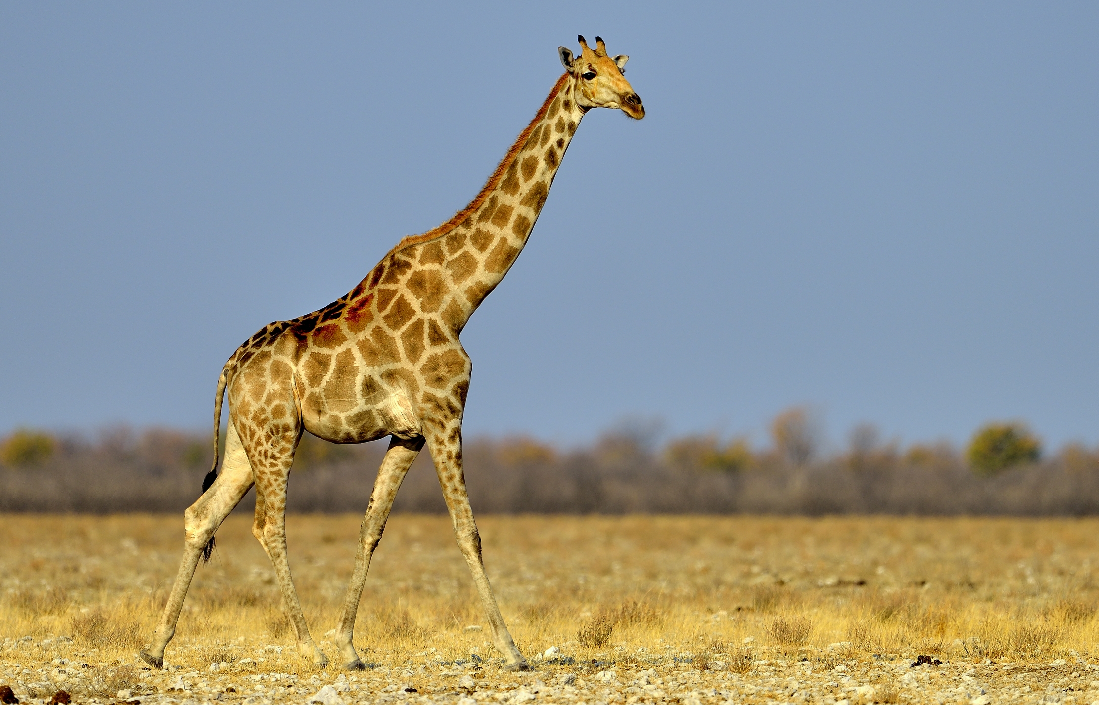 Etosha - Giraffa