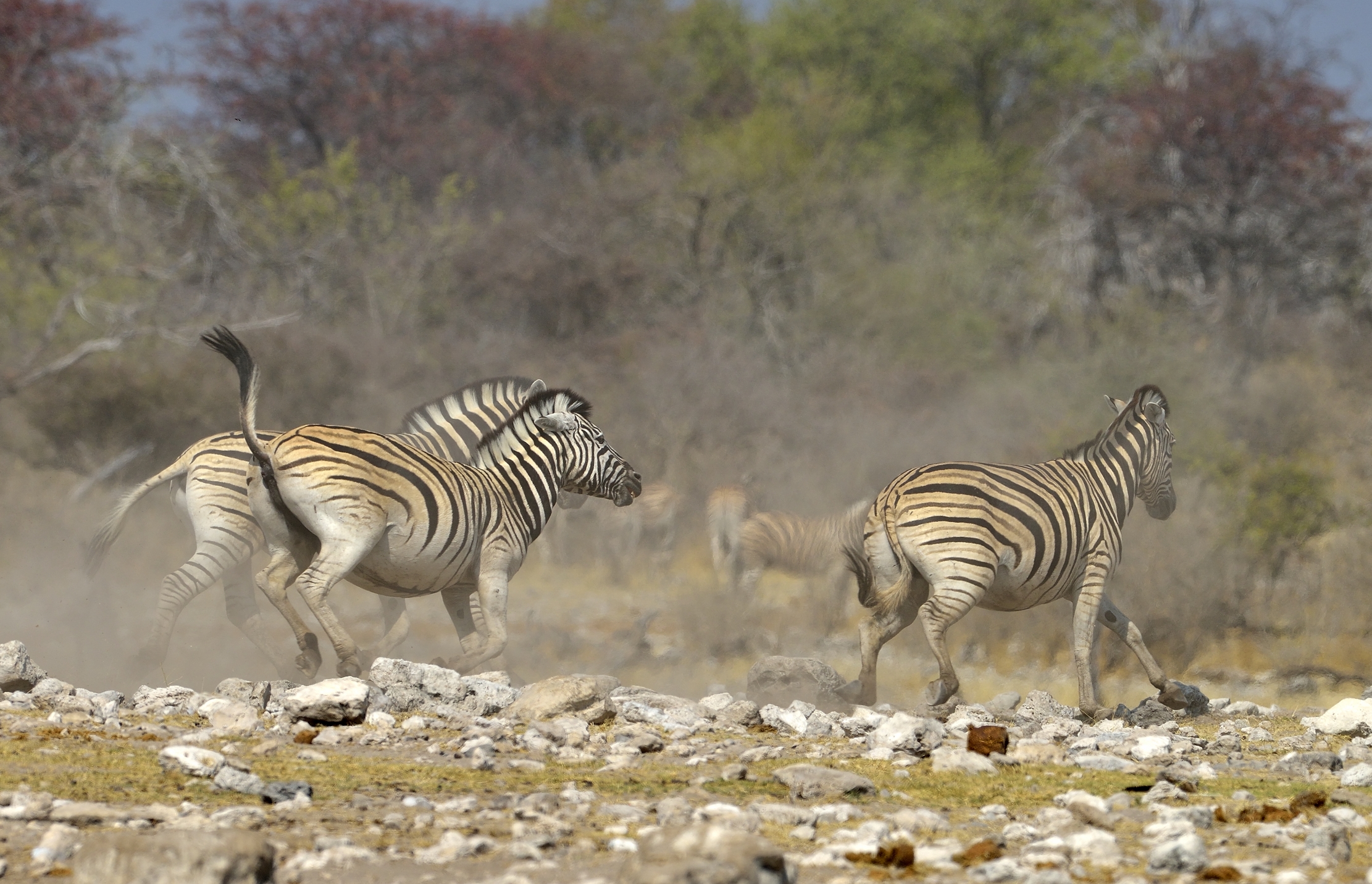 Etosha - Zebre