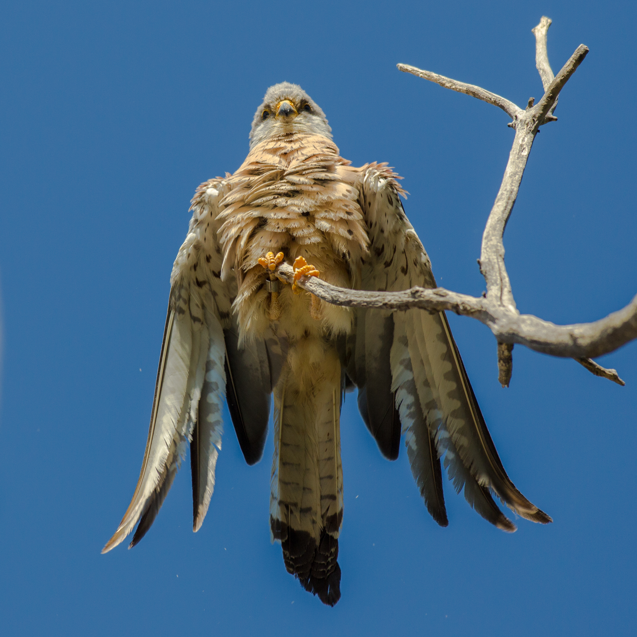 I'm not a parrot! I am a kestrel !!!