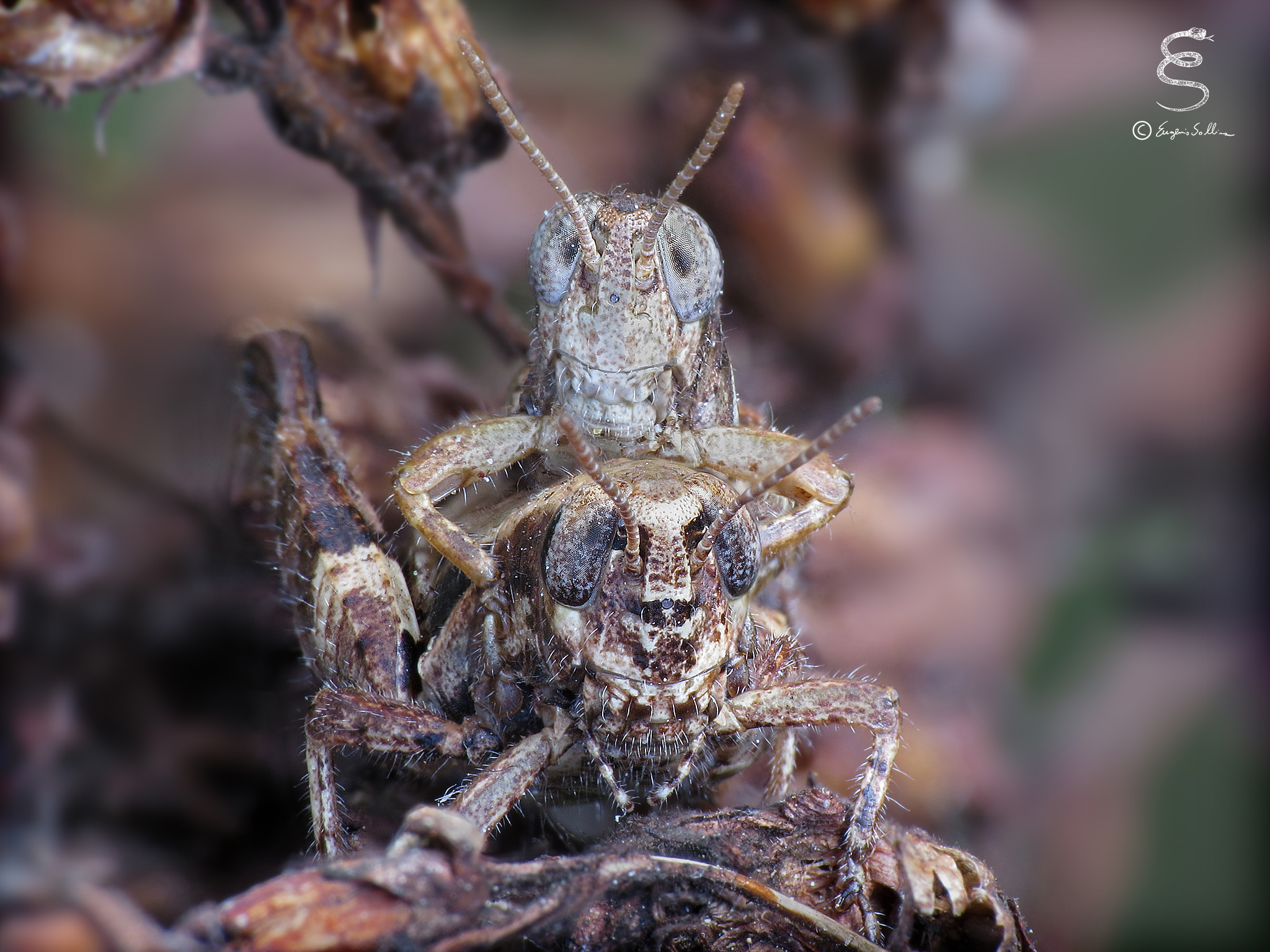 Orthoptera in coupling