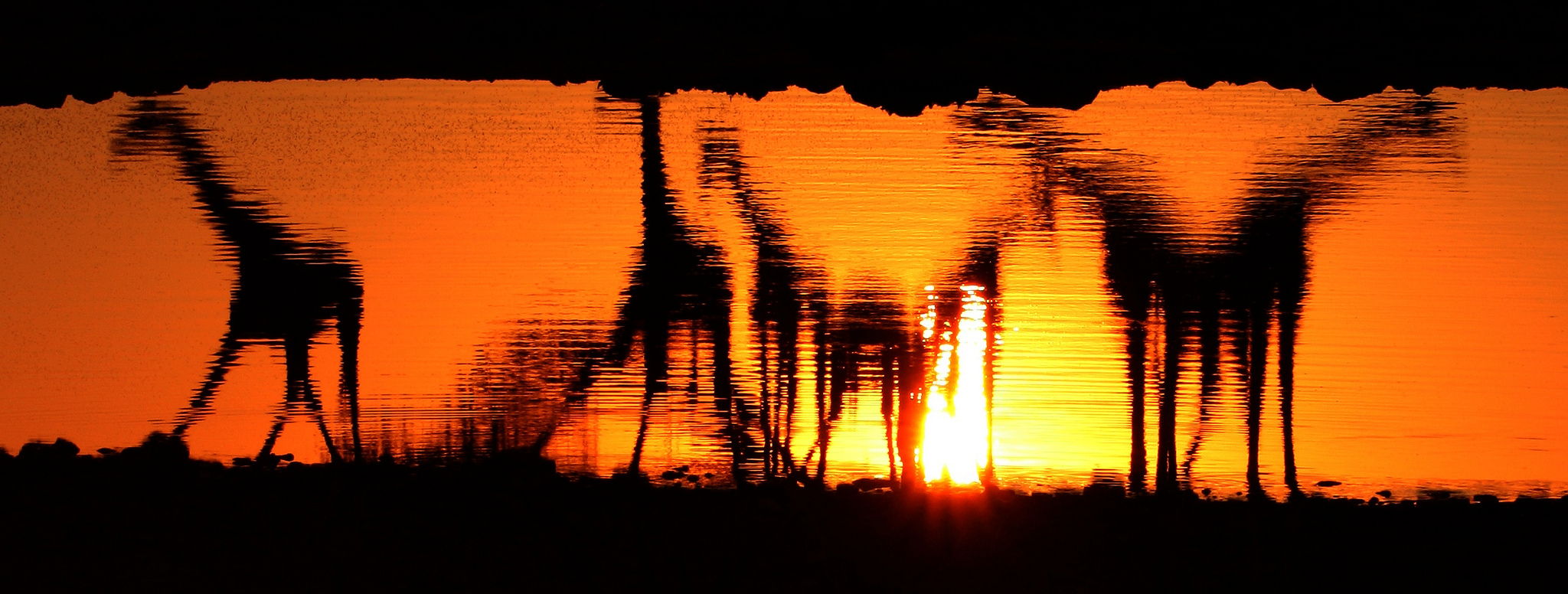 Giraffe - water reflection