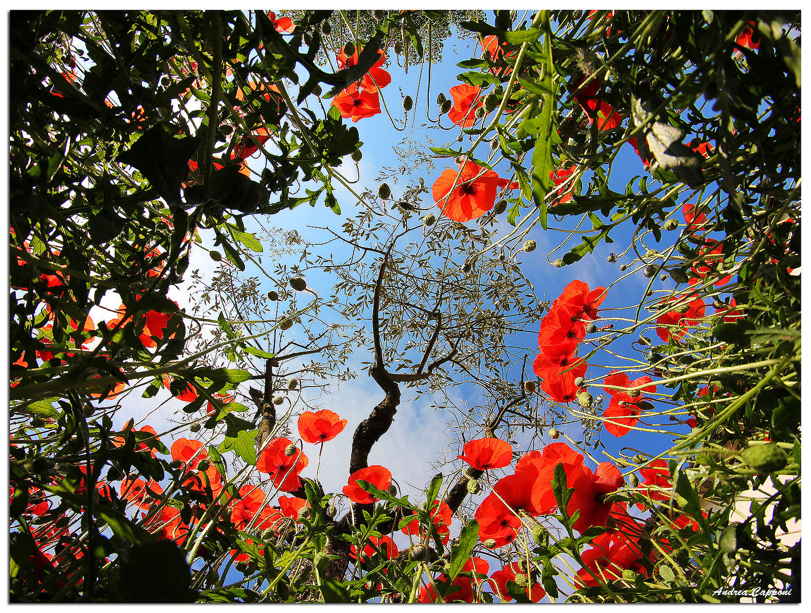 The world seen from below