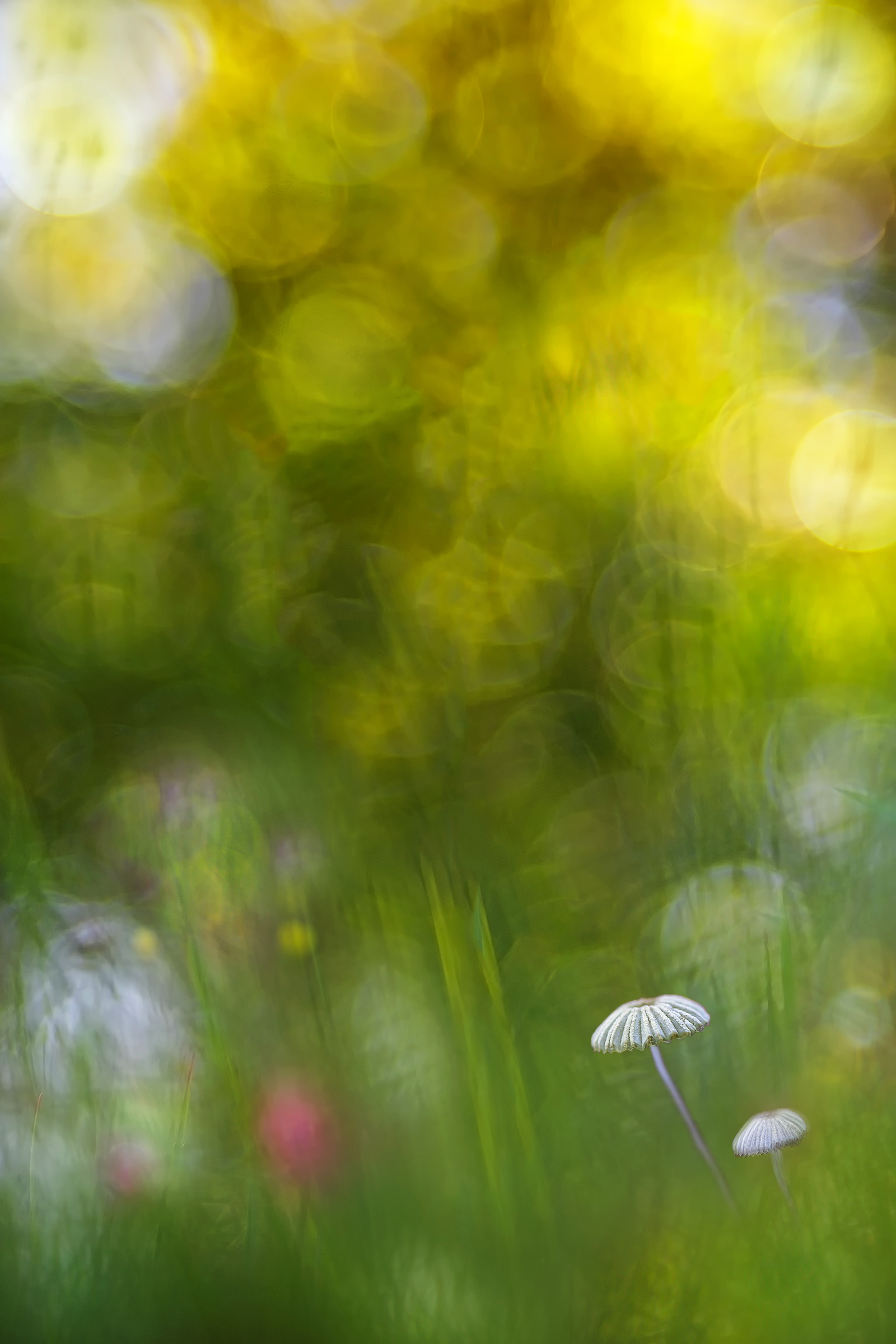the confused world of mushrooms
