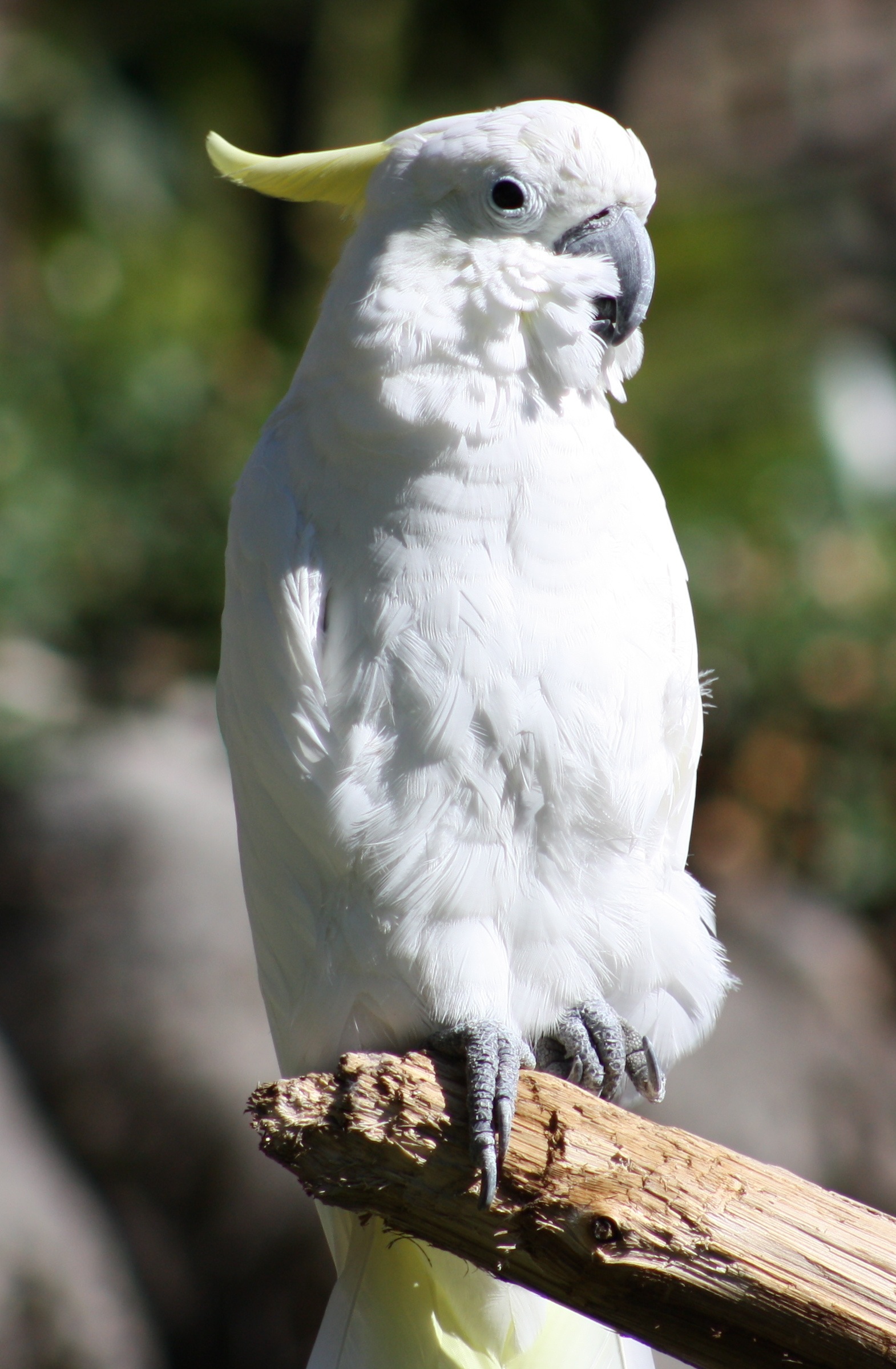 cockatoo
