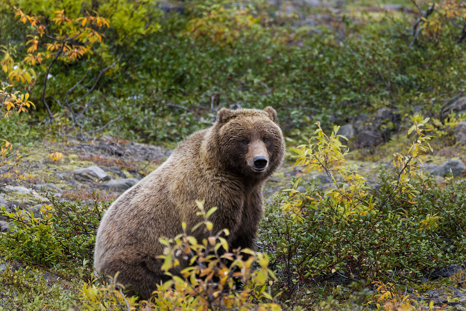 Grizzly _ Denali National Park