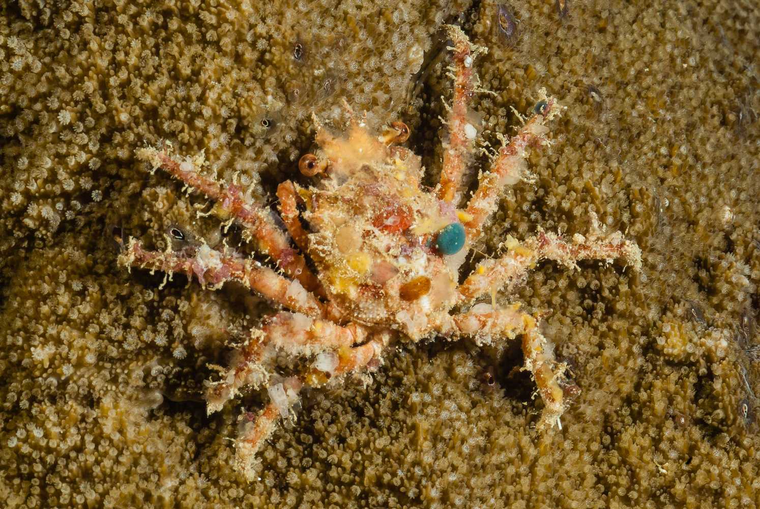 schyzophrys aspera