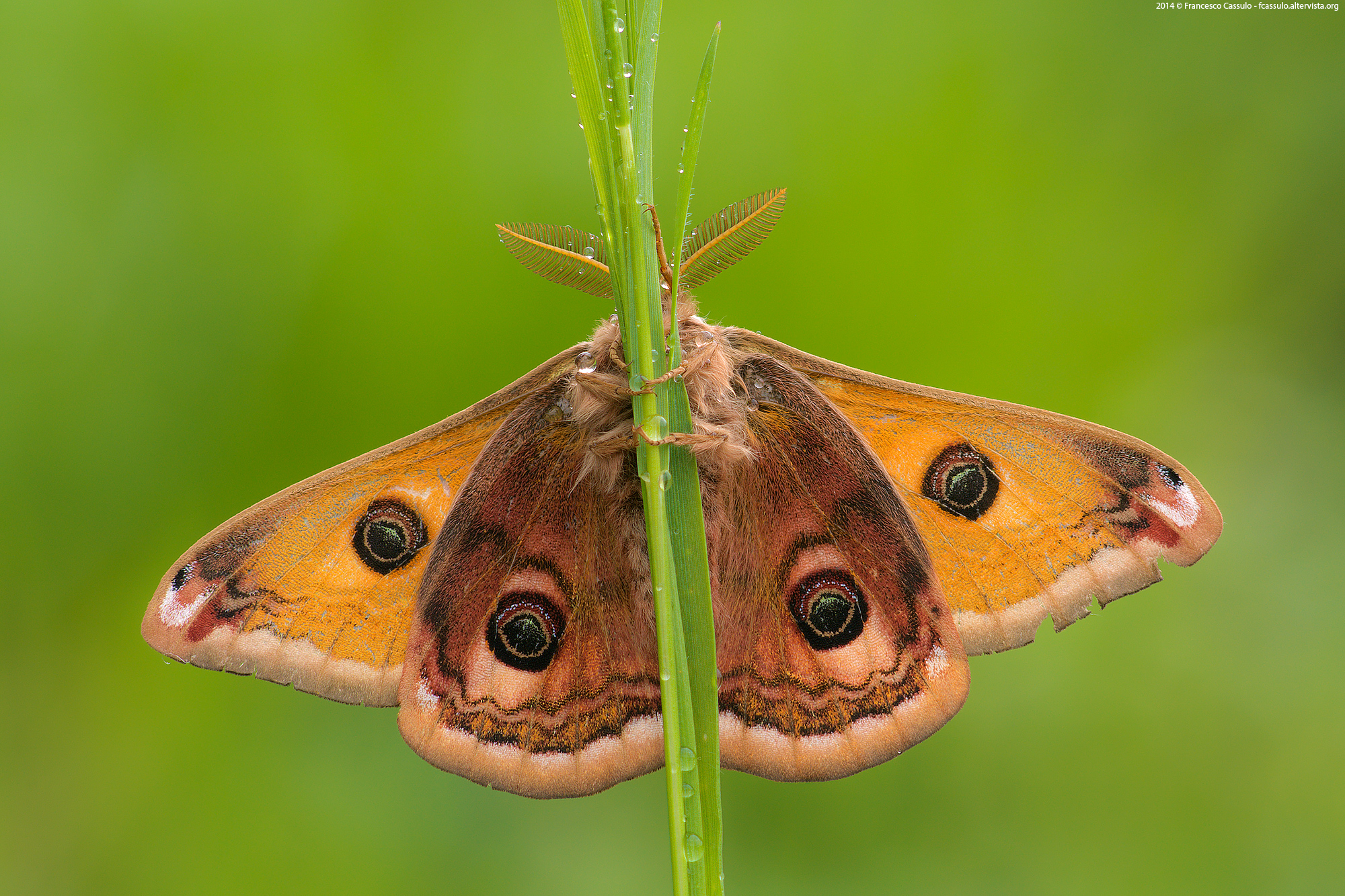 Saturnia pavoniella (Scopoli, 1763)