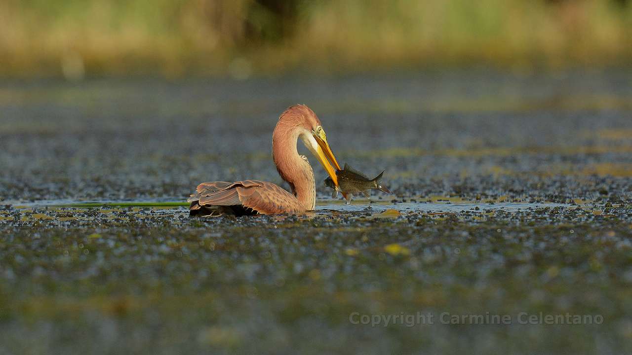 Airone Rosso con preda