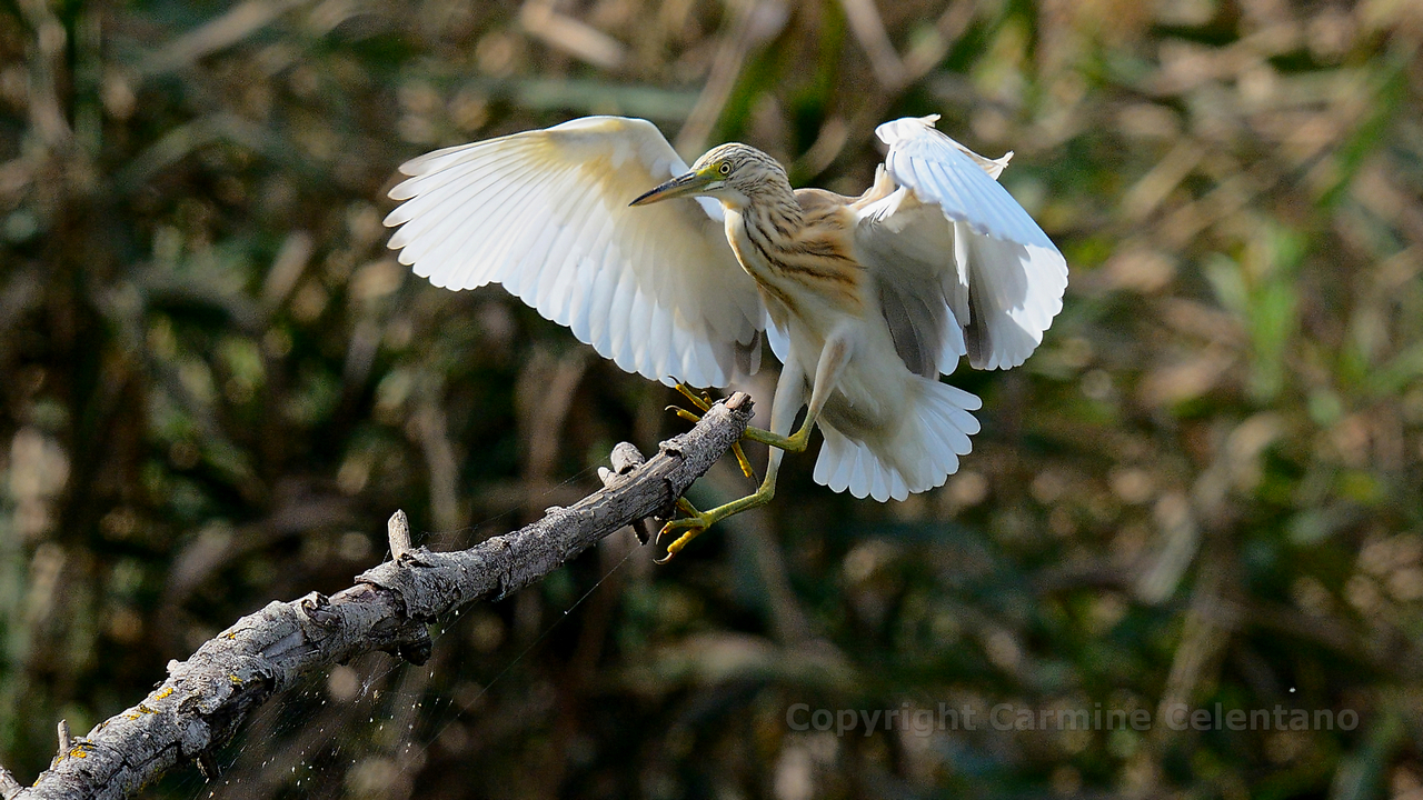 Sgarza in atterraggio