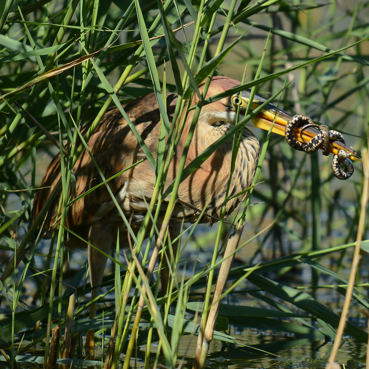 Airone Rosso con preda