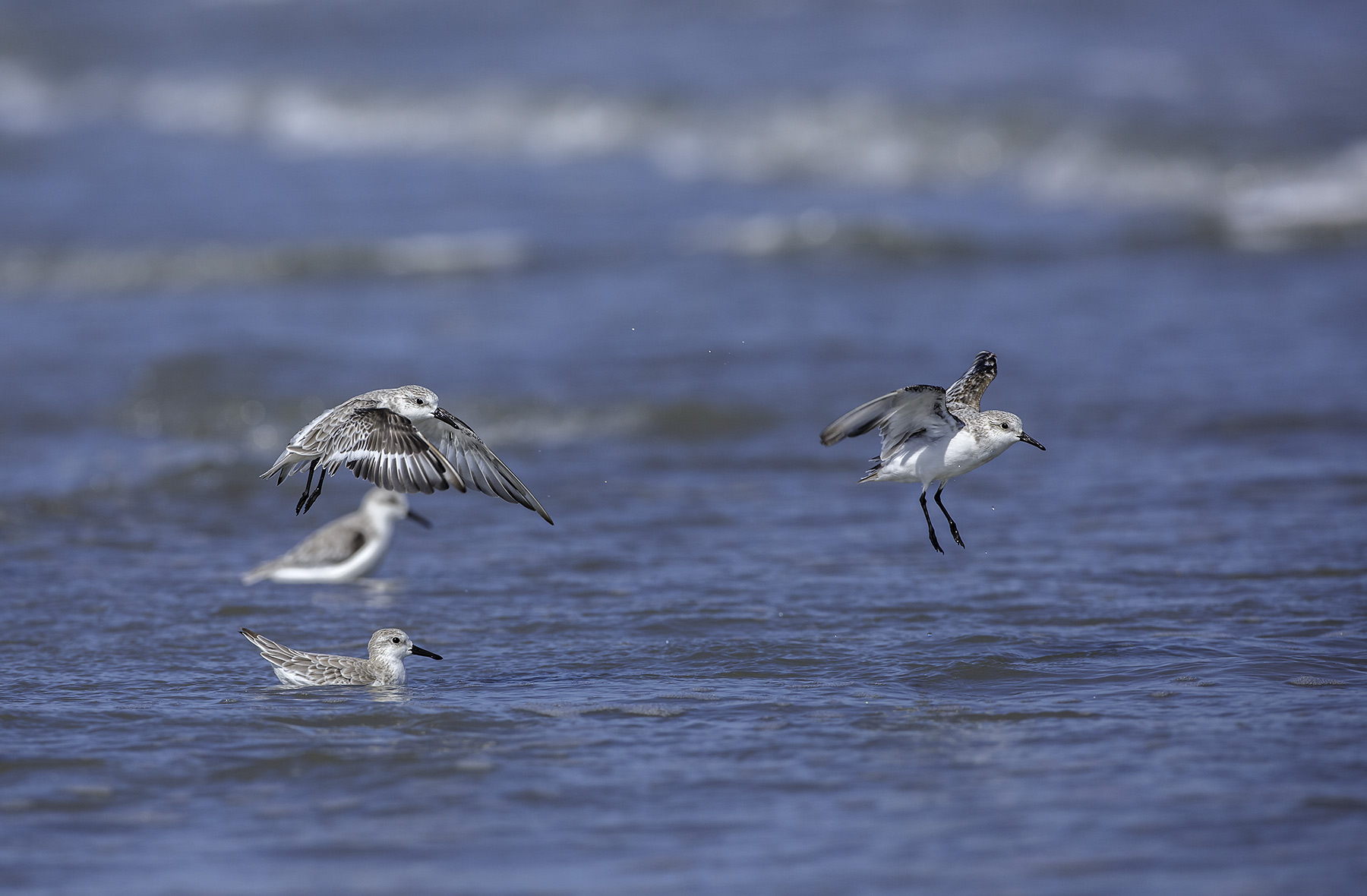 pivanelli kittiwakes