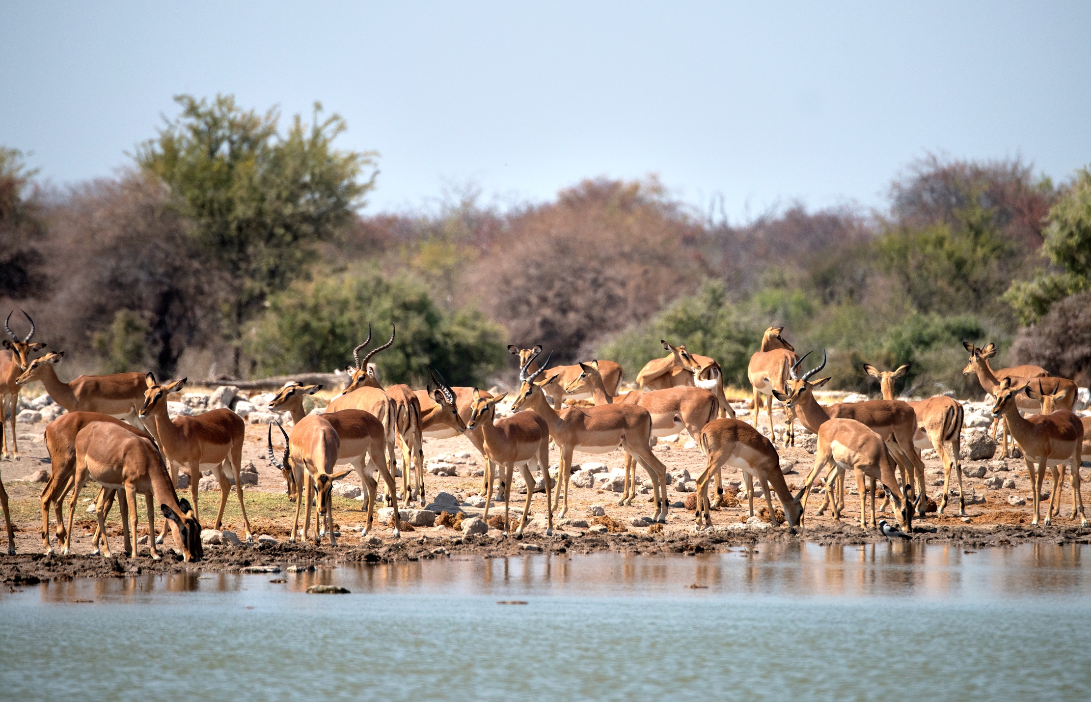Etosha - Impala